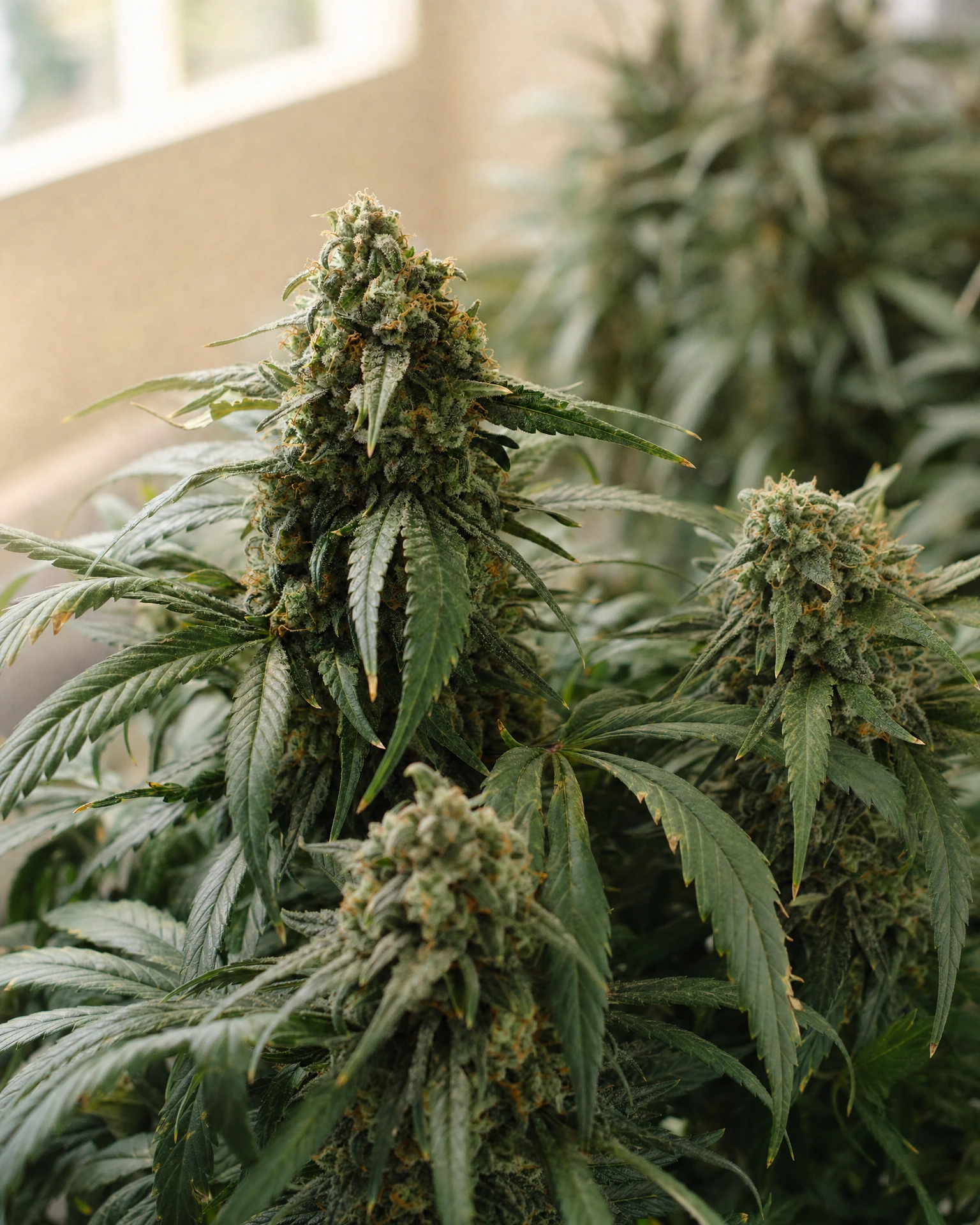 Ausgereifte Cannabispflanze der Sorte UK Cheese aus einem zweiten Blickwinkel