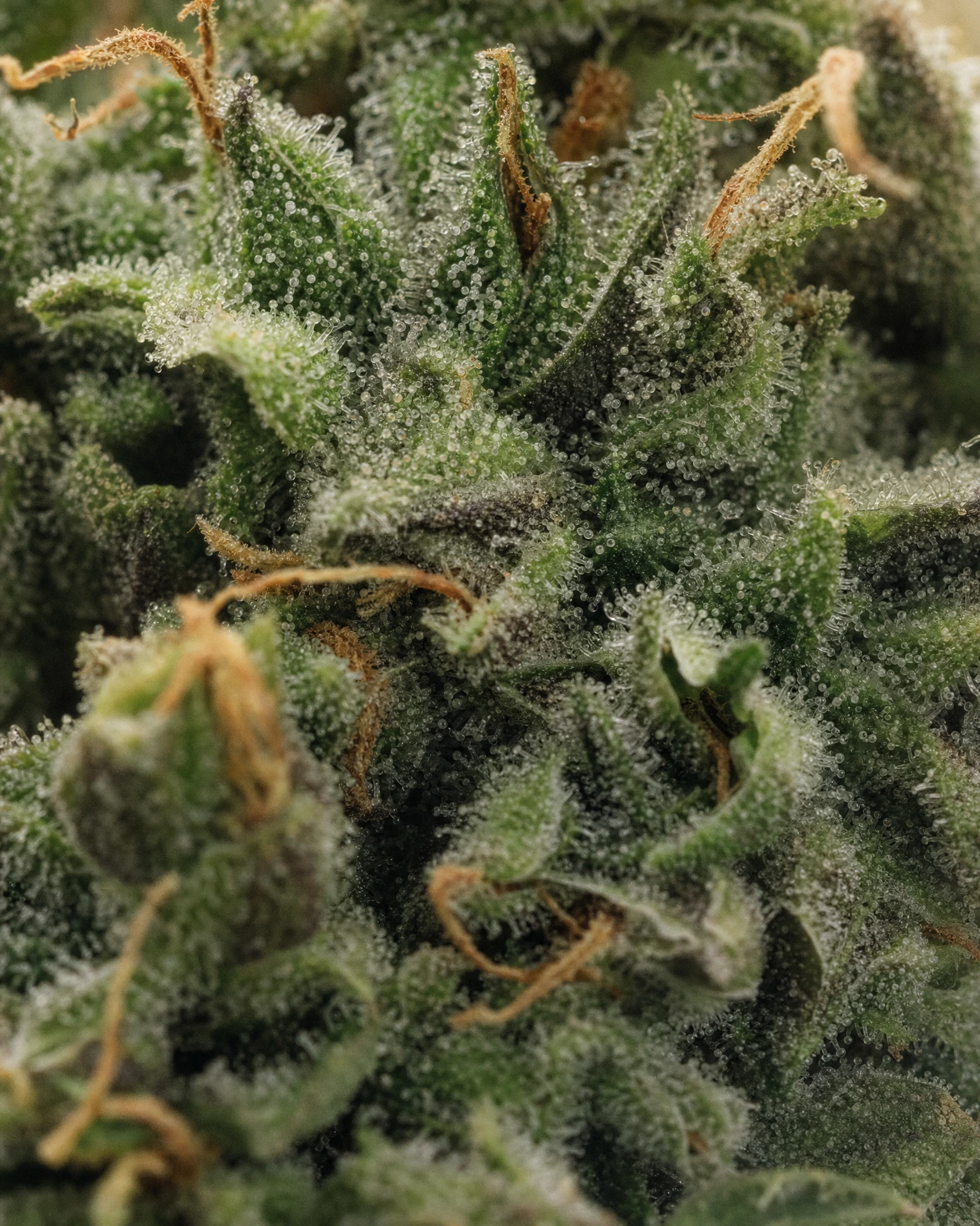Trichome der Cannabissorte UK Cheese in Nahaufnahme