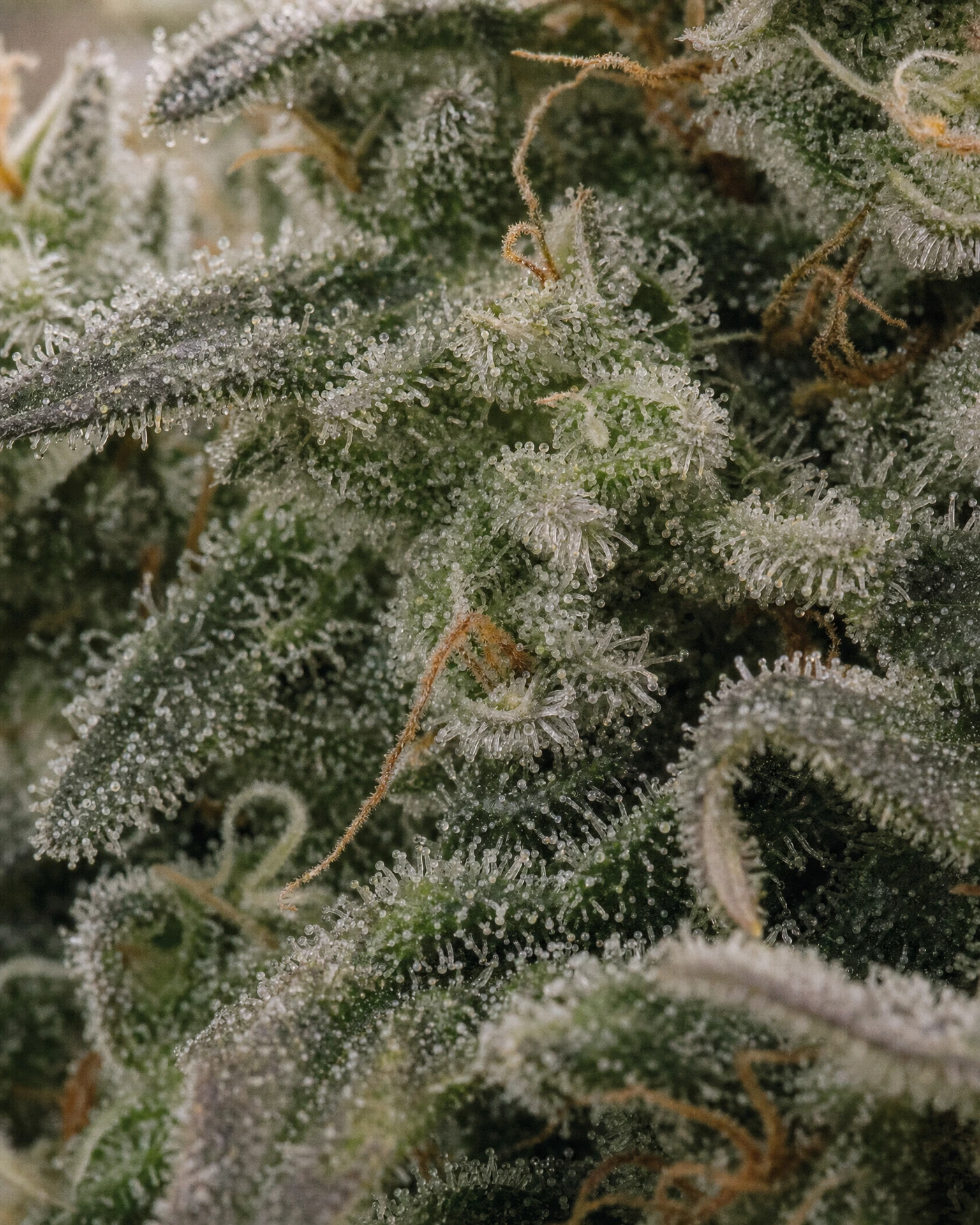 Trichome der Cannabissorte MAC 1 in Nahaufnahme