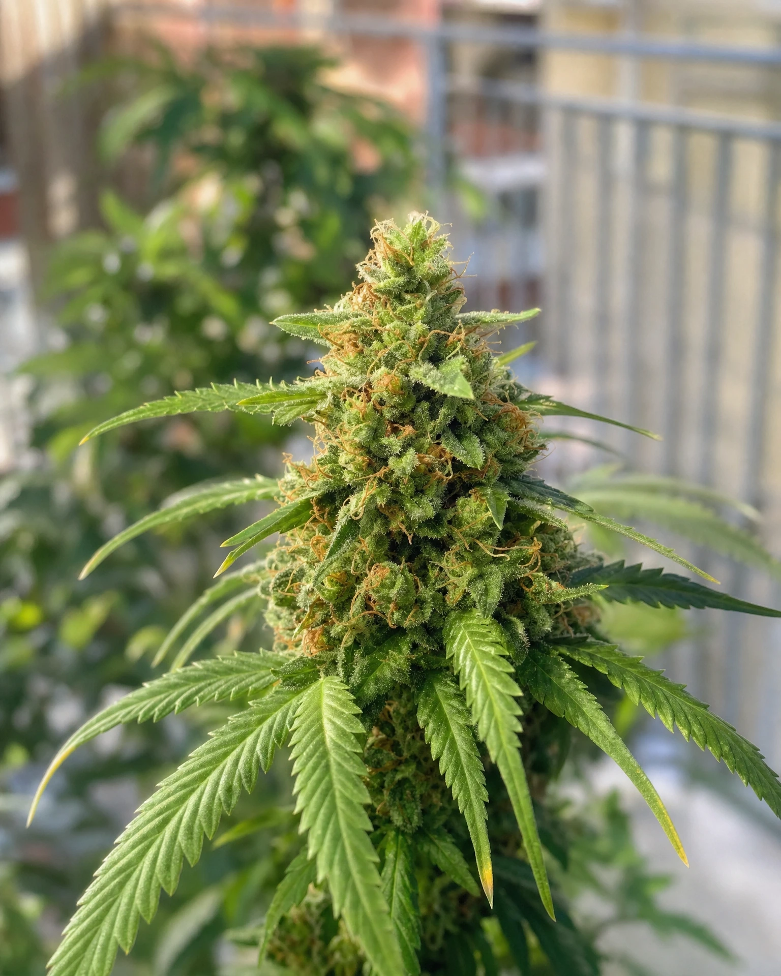 Blühende Cannabispflanze der Sorte Green Crack Autoflower