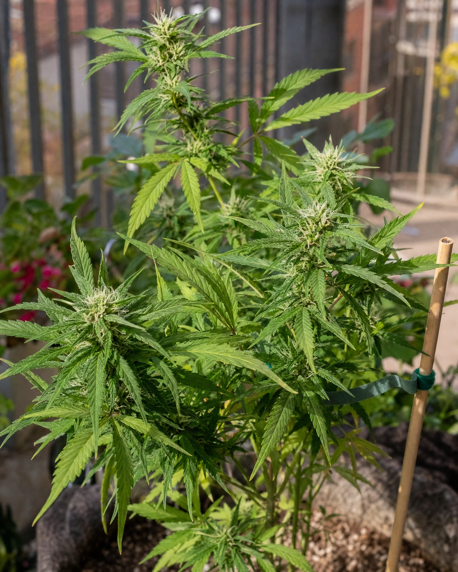 Green Crack Autoflower in der mittleren Blütephase