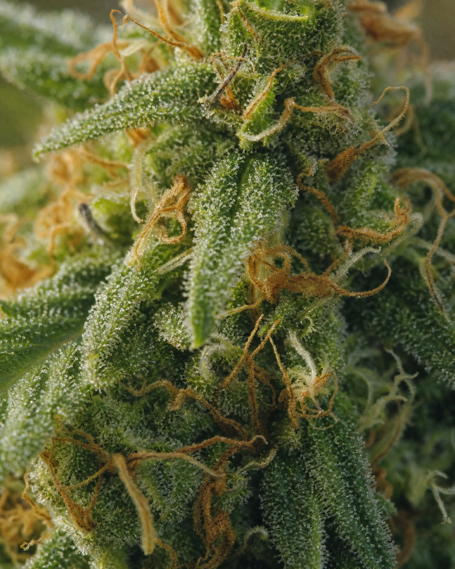 Trichome der Cannabissorte Green Crack Autoflower in Nahaufnahme