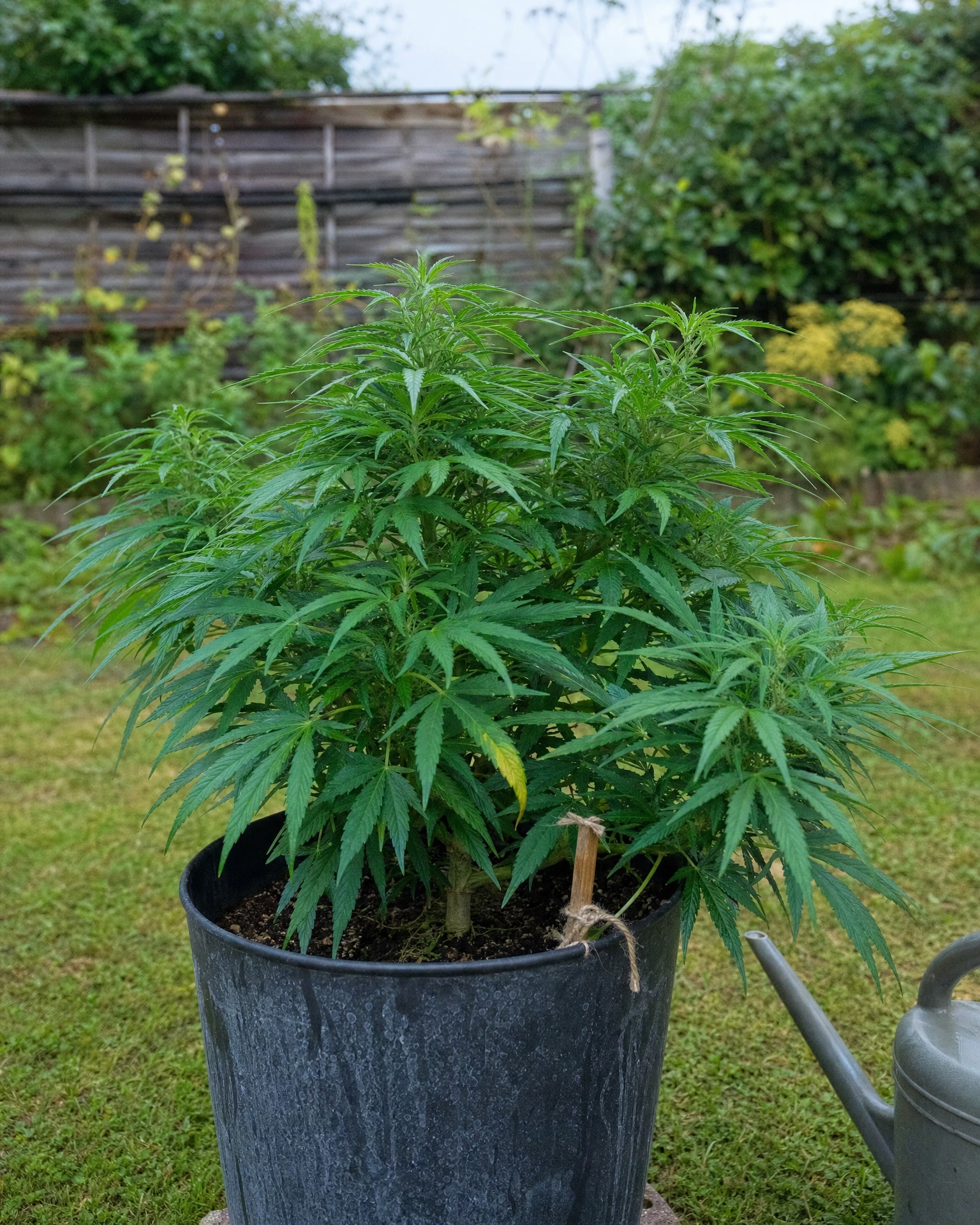 Ghost Train Haze Autoflower in der vegetativen Wachstumsphase