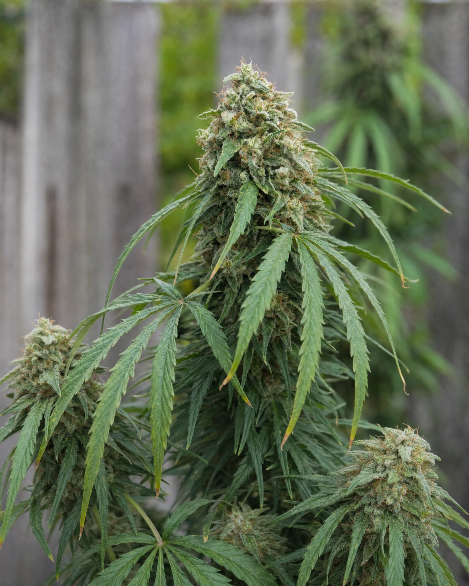 Ausgereifte Cannabispflanze der Sorte Ghost Train Haze Autoflower aus einem zweiten Blickwinkel