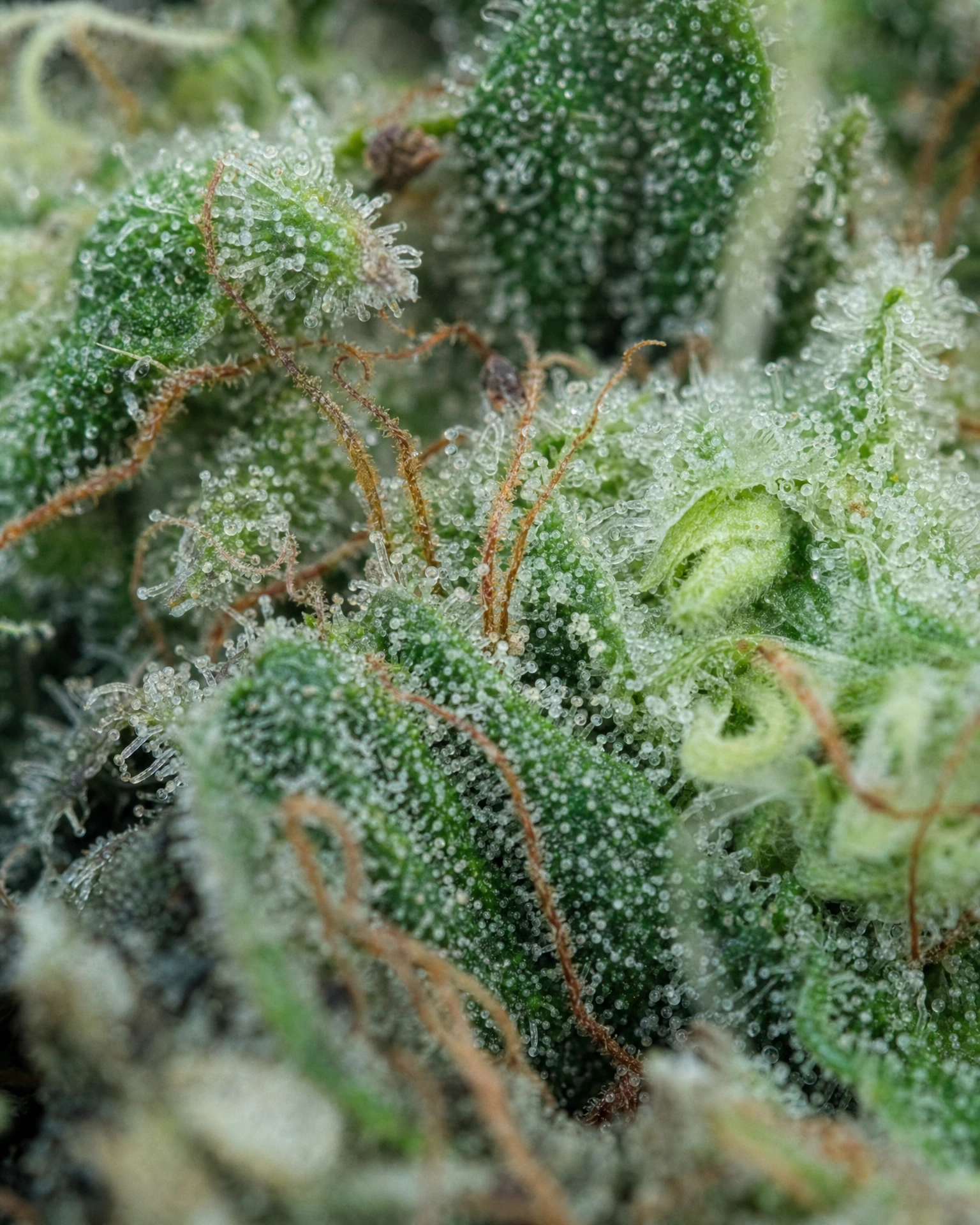 Trichome der Cannabissorte Ghost Train Haze Autoflower in Nahaufnahme