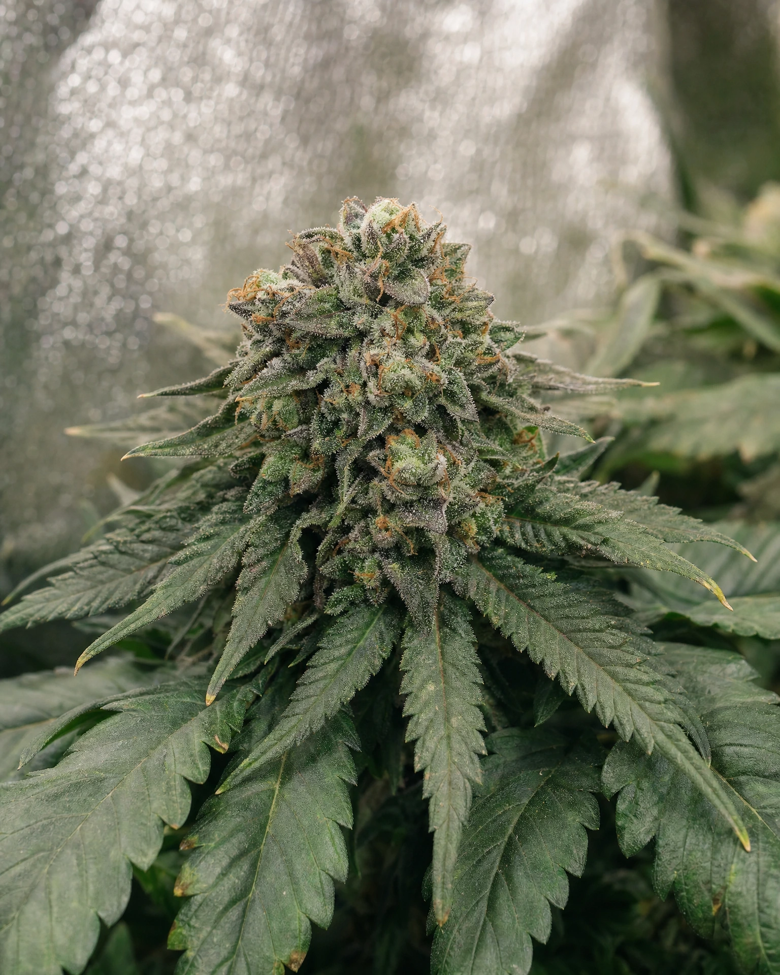 Blühende Cannabispflanze der Sorte Skywalker OG Autoflower