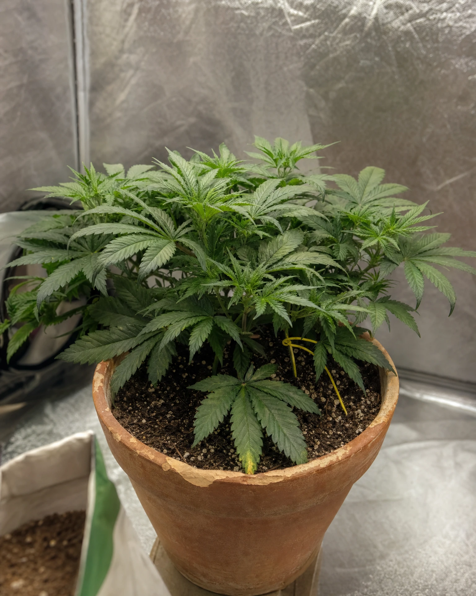 Skywalker OG Autoflower in der vegetativen Wachstumsphase