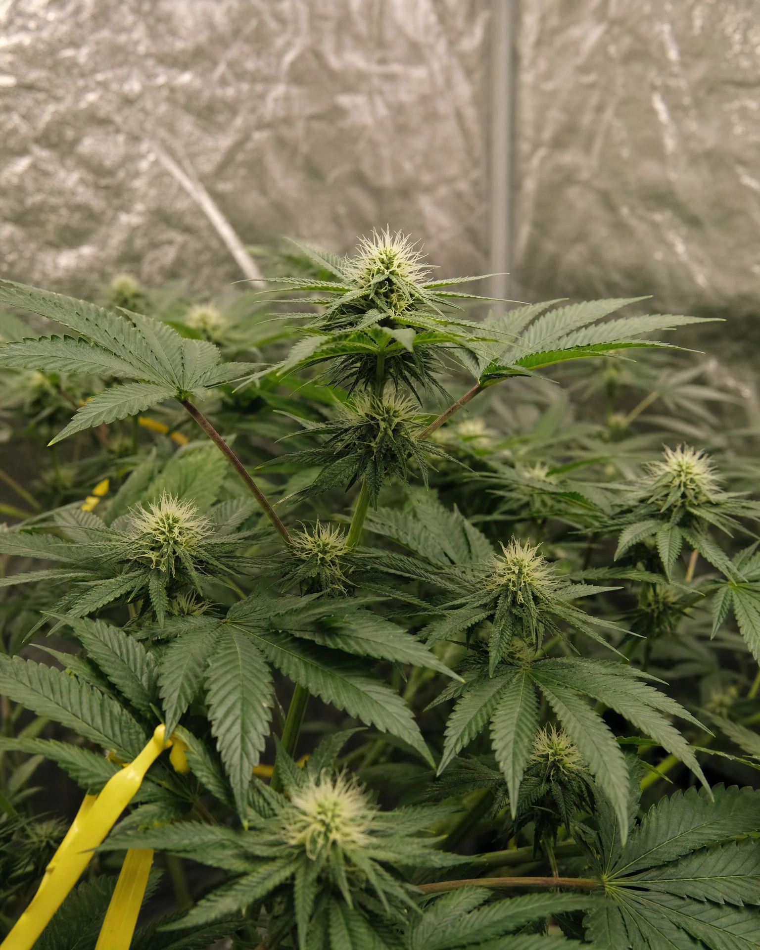 Skywalker OG Autoflower in der frühen Blütephase