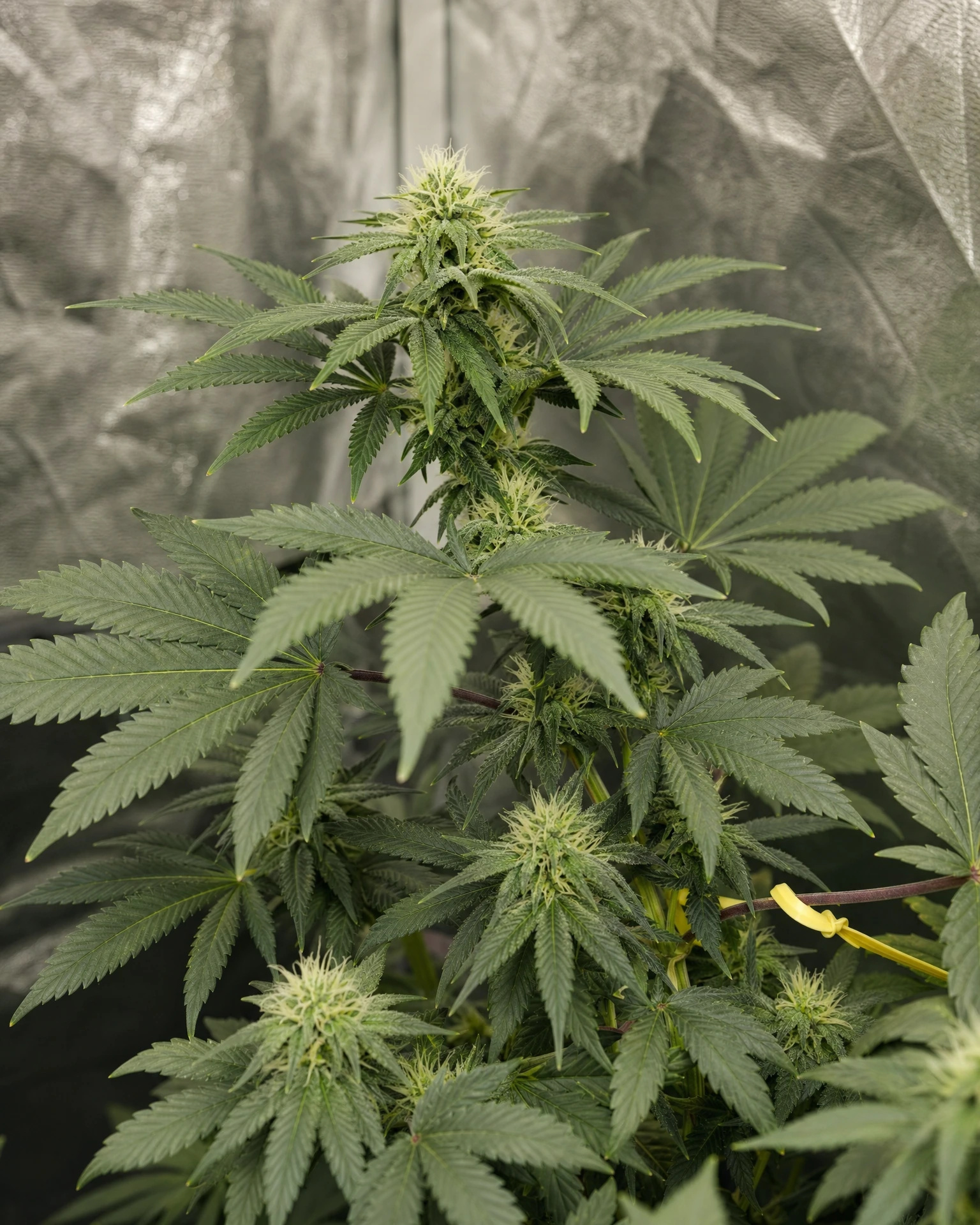 Skywalker OG Autoflower in der mittleren Blütephase
