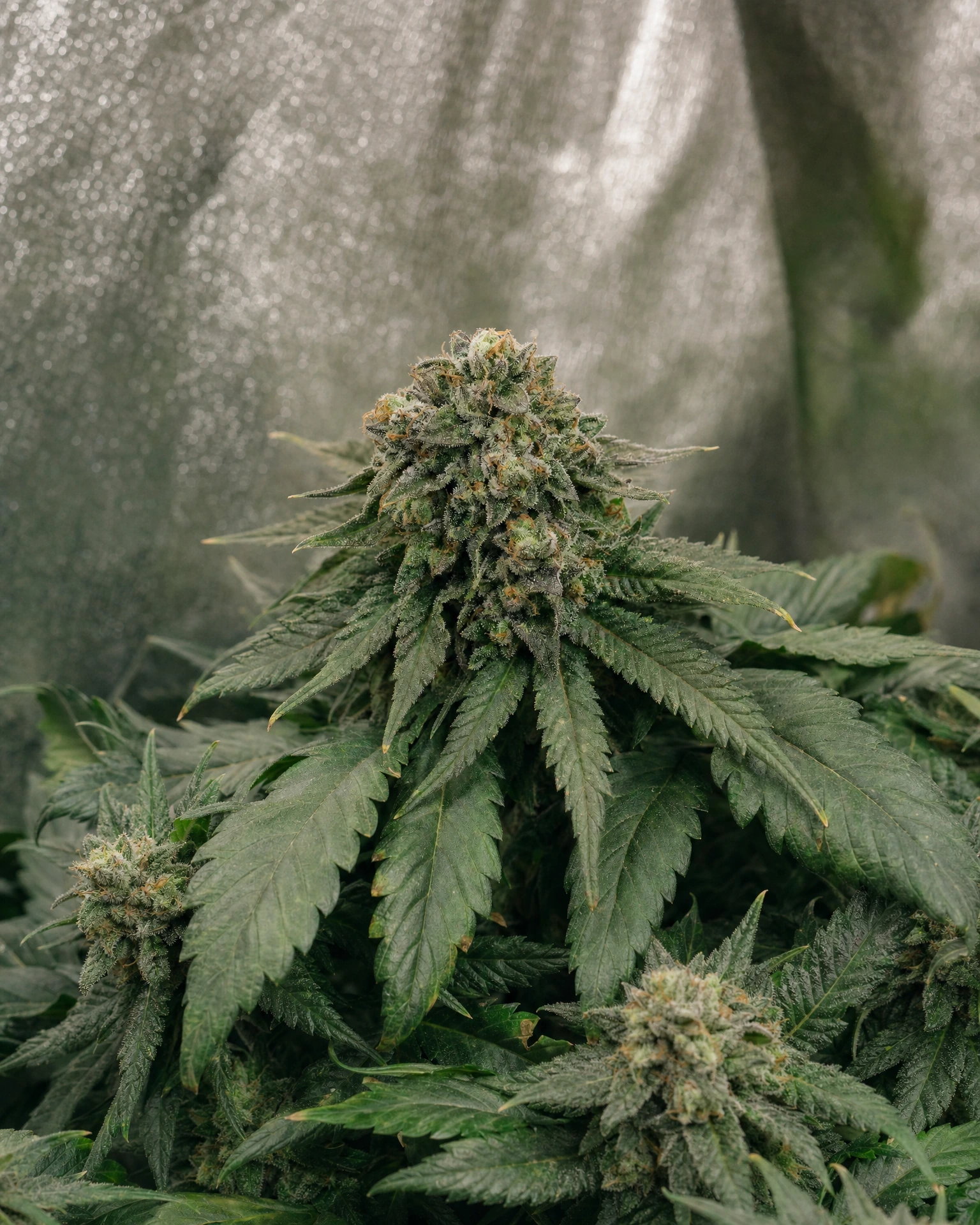 Ausgereifte Cannabispflanze der Sorte Skywalker OG Autoflower aus einem zweiten Blickwinkel