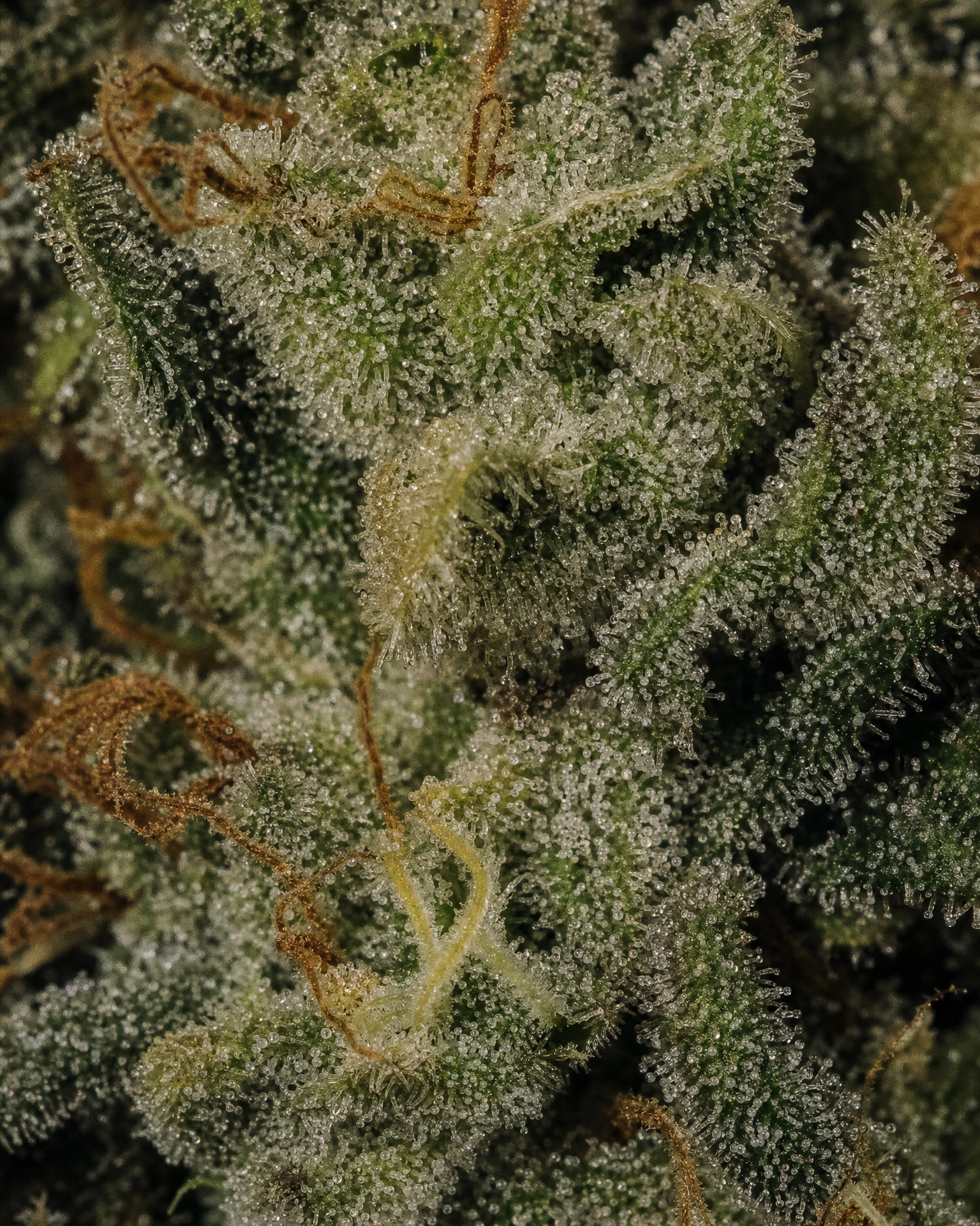 Trichome der Cannabissorte Skywalker OG Autoflower in Nahaufnahme