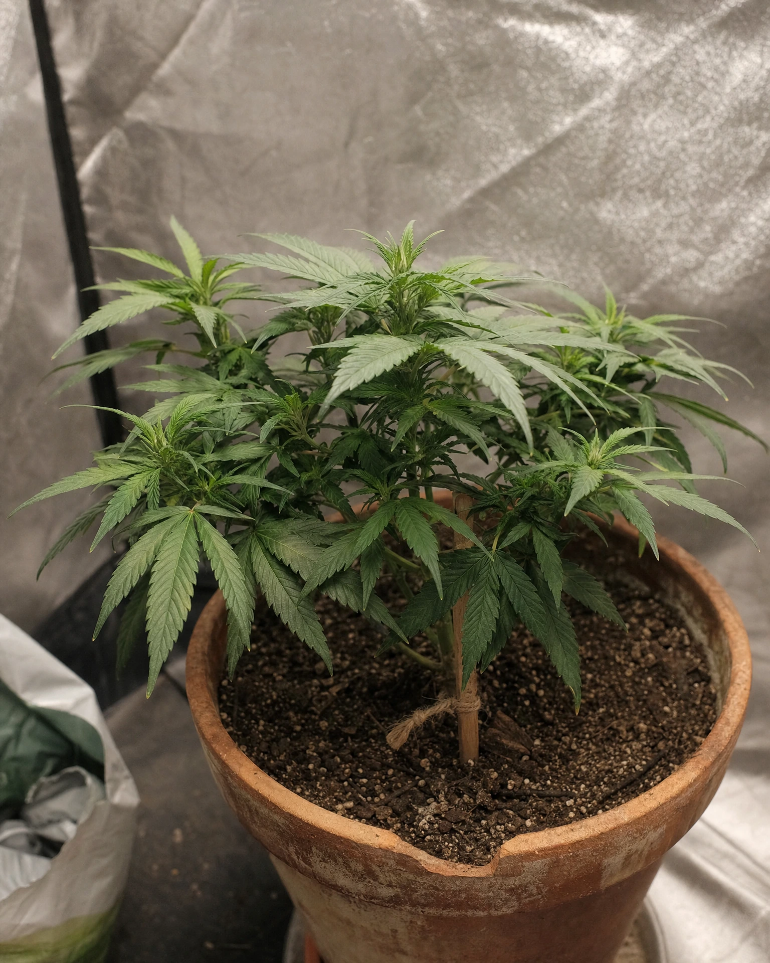 Acapulco Gold Autoflower in der vegetativen Wachstumsphase