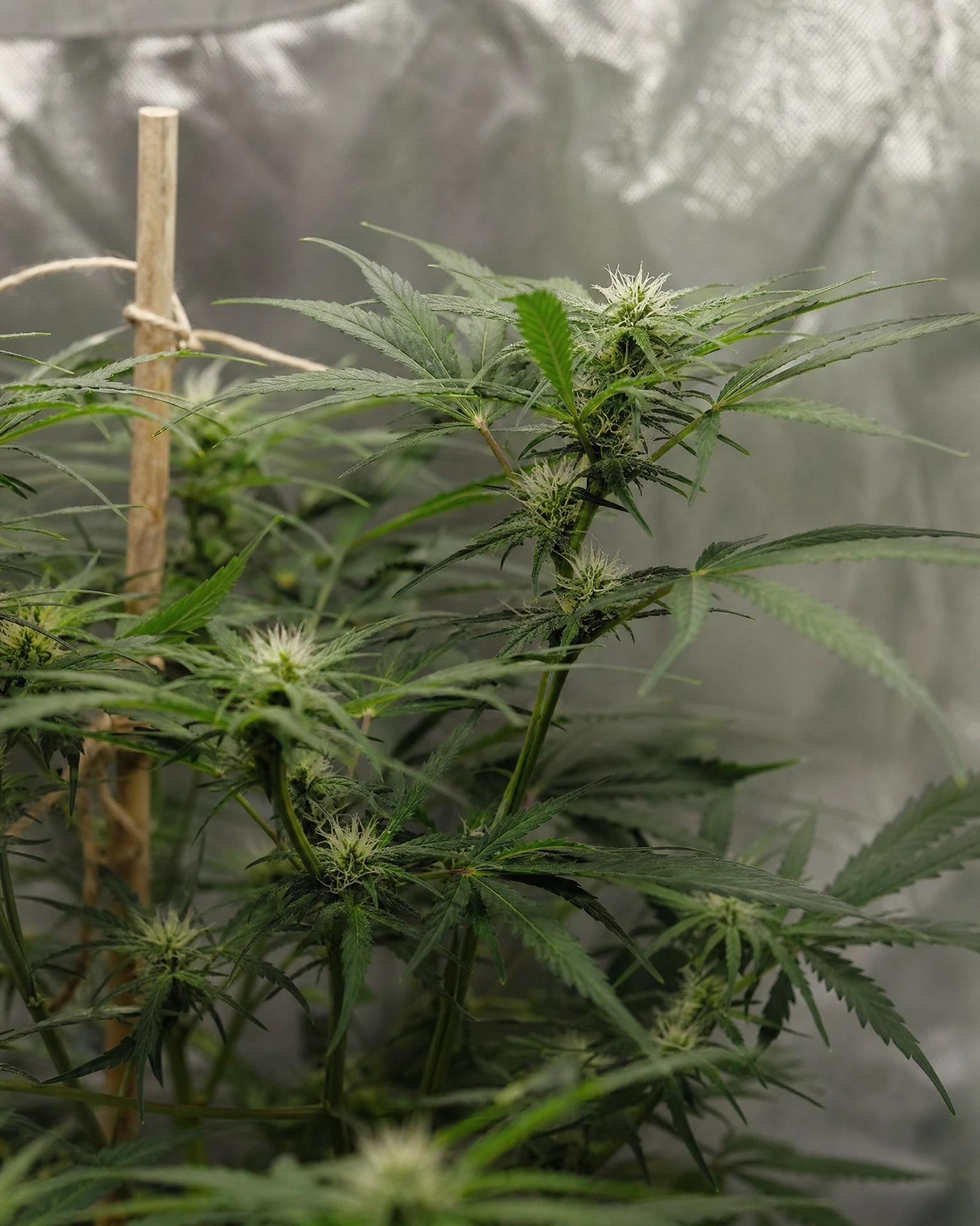 Acapulco Gold Autoflower in der frühen Blütephase