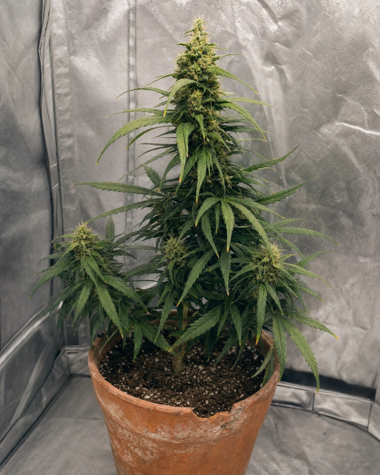 Ausgewachsene Cannabispflanze der Sorte Acapulco Gold Autoflower
