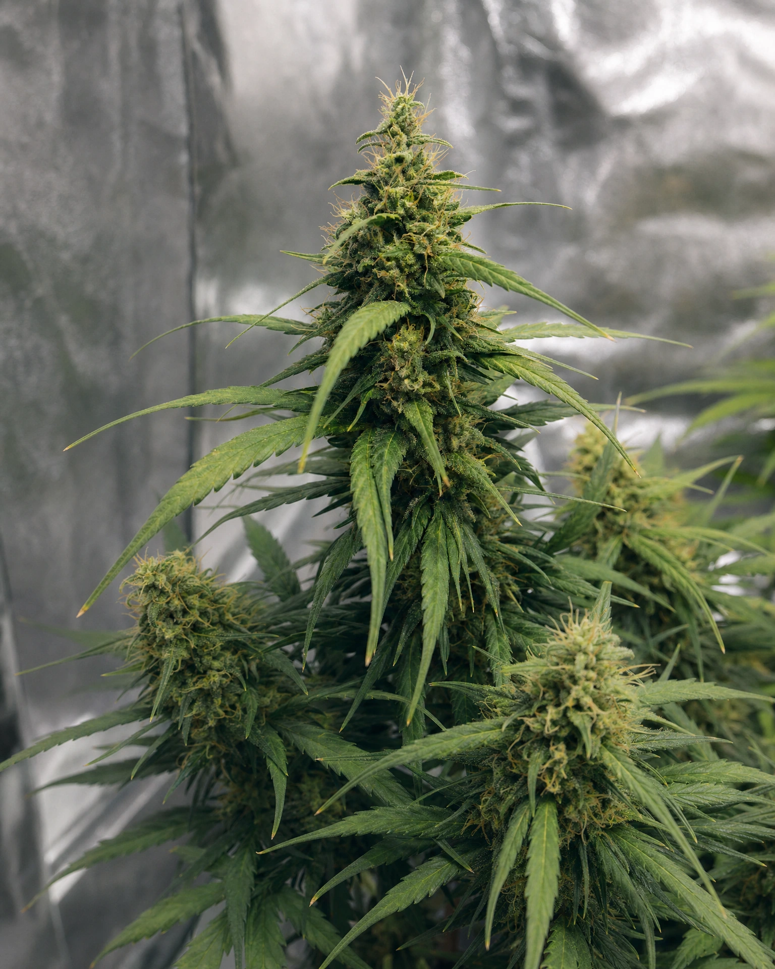 Ausgereifte Cannabispflanze der Sorte Acapulco Gold Autoflower aus einem zweiten Blickwinkel