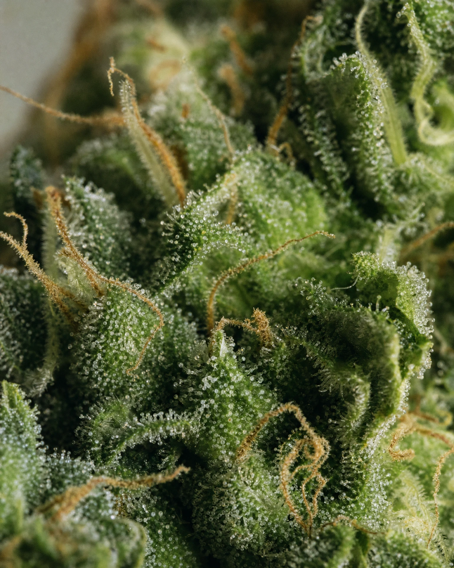 Trichome der Cannabissorte Acapulco Gold Autoflower in Nahaufnahme