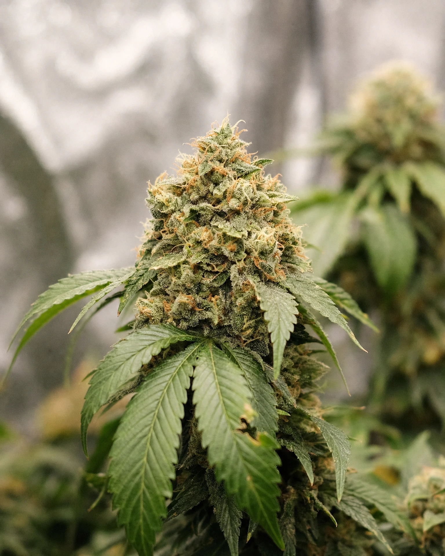 Blühende Cannabispflanze der Sorte Moonshine Cookies Autoflower