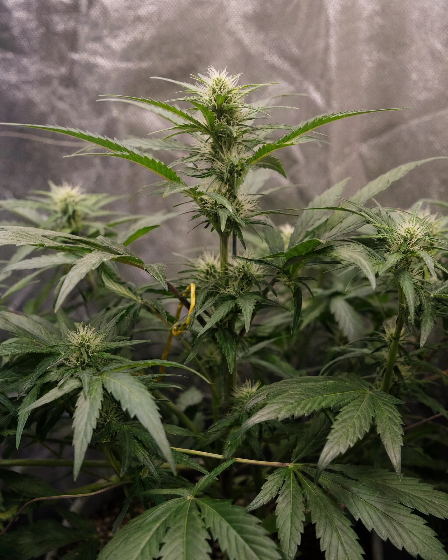 Moonshine Cookies Autoflower in der frühen Blütephase