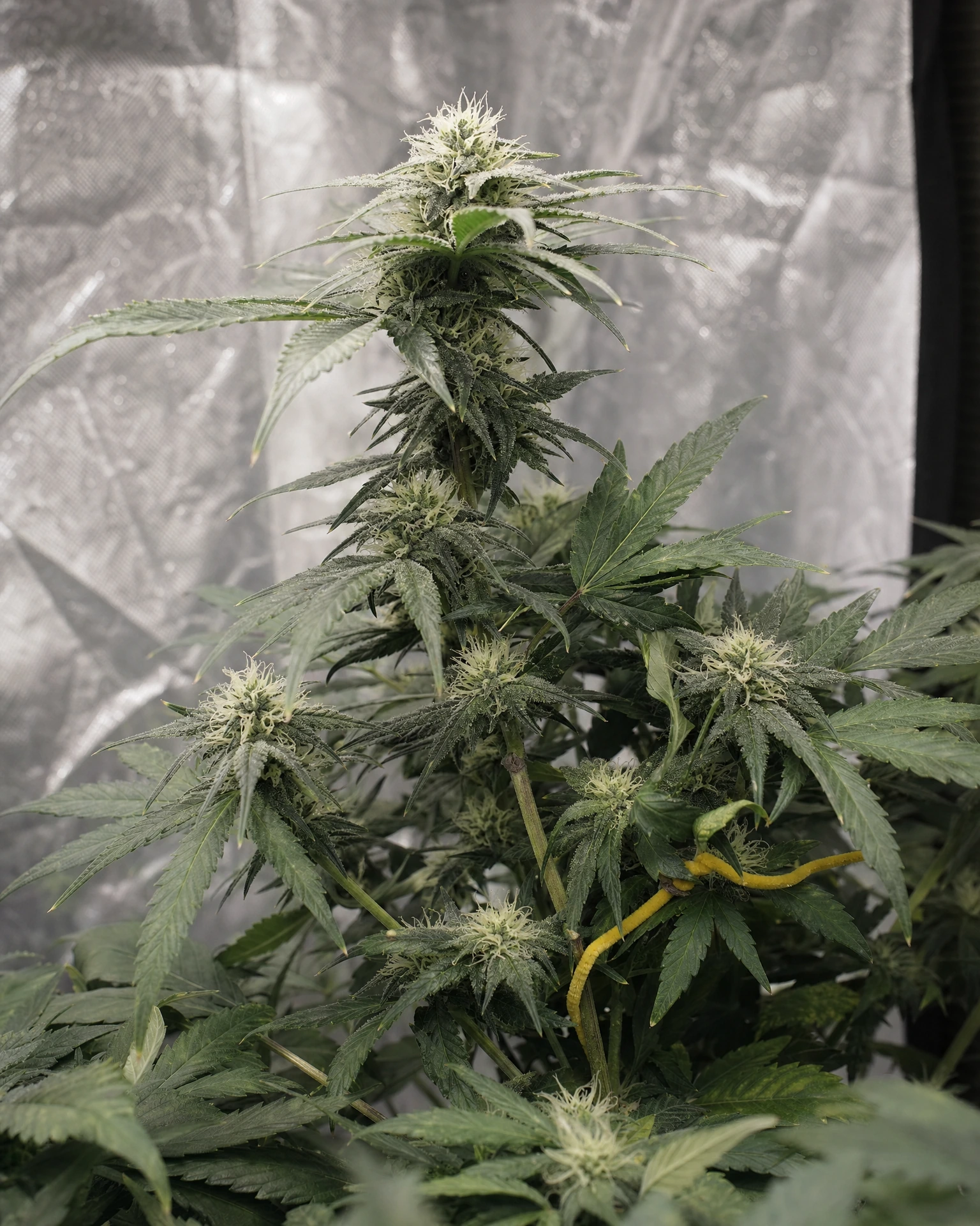 Moonshine Cookies Autoflower in der mittleren Blütephase