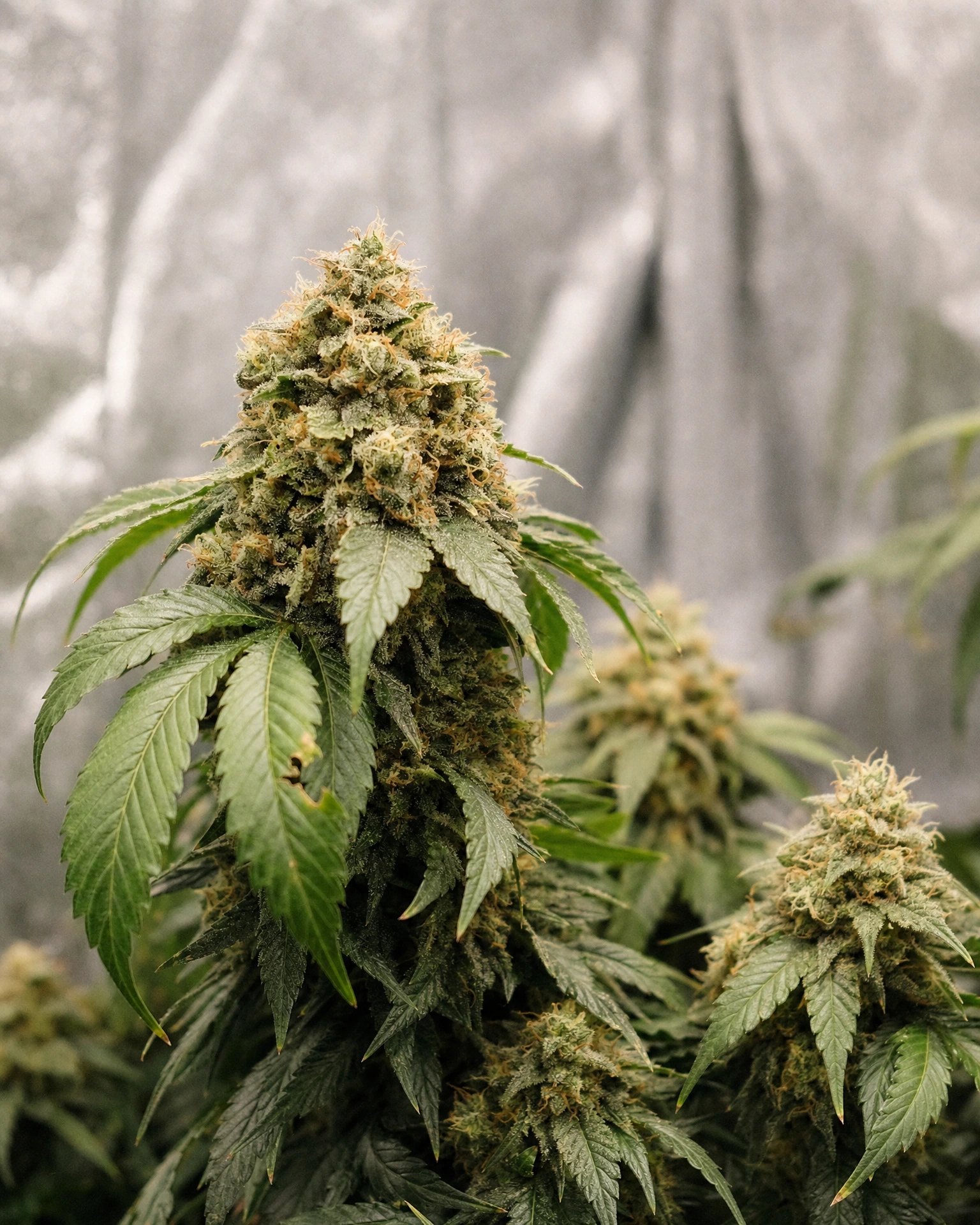 Ausgereifte Cannabispflanze der Sorte Moonshine Cookies Autoflower aus einem zweiten Blickwinkel