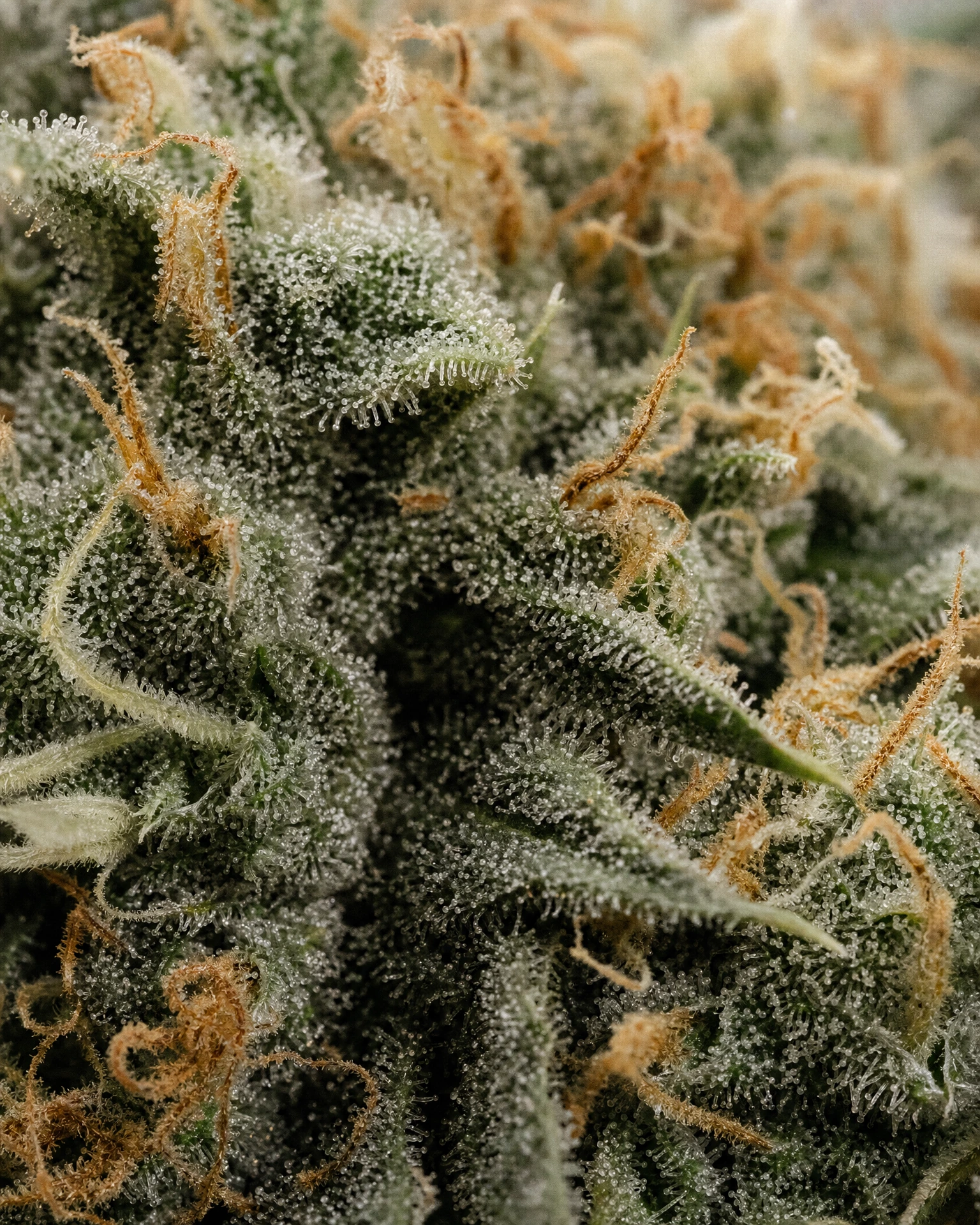 Trichome der Cannabissorte Moonshine Cookies Autoflower in Nahaufnahme