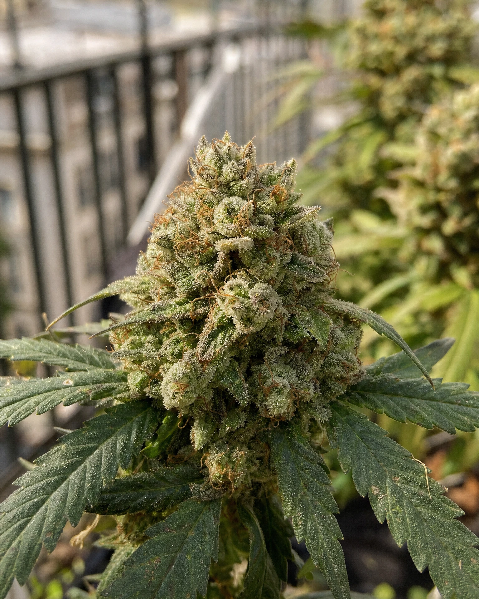 Blühende Cannabispflanze der Sorte Strawberry Banana Autoflower