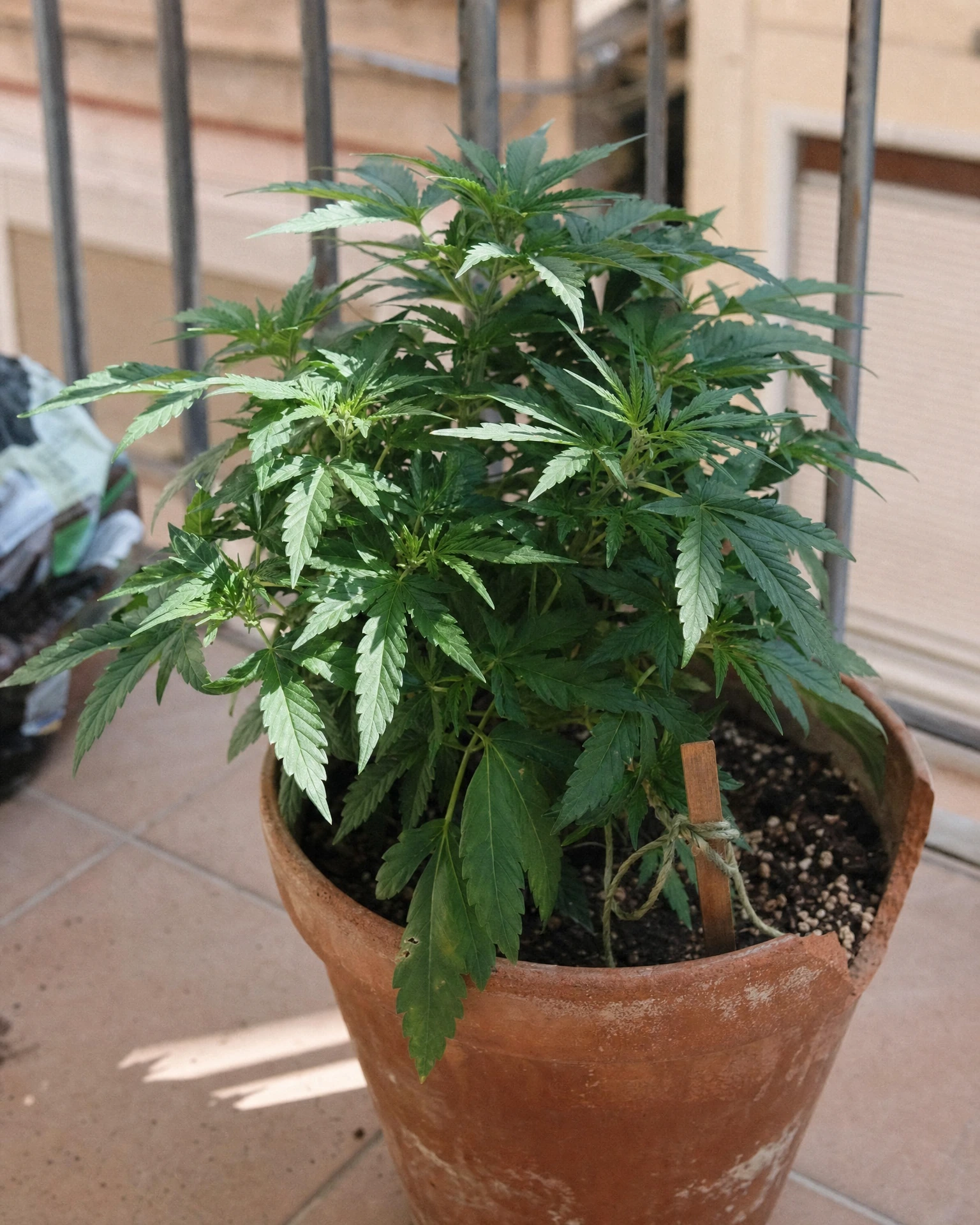 Strawberry Banana Autoflower in der vegetativen Wachstumsphase