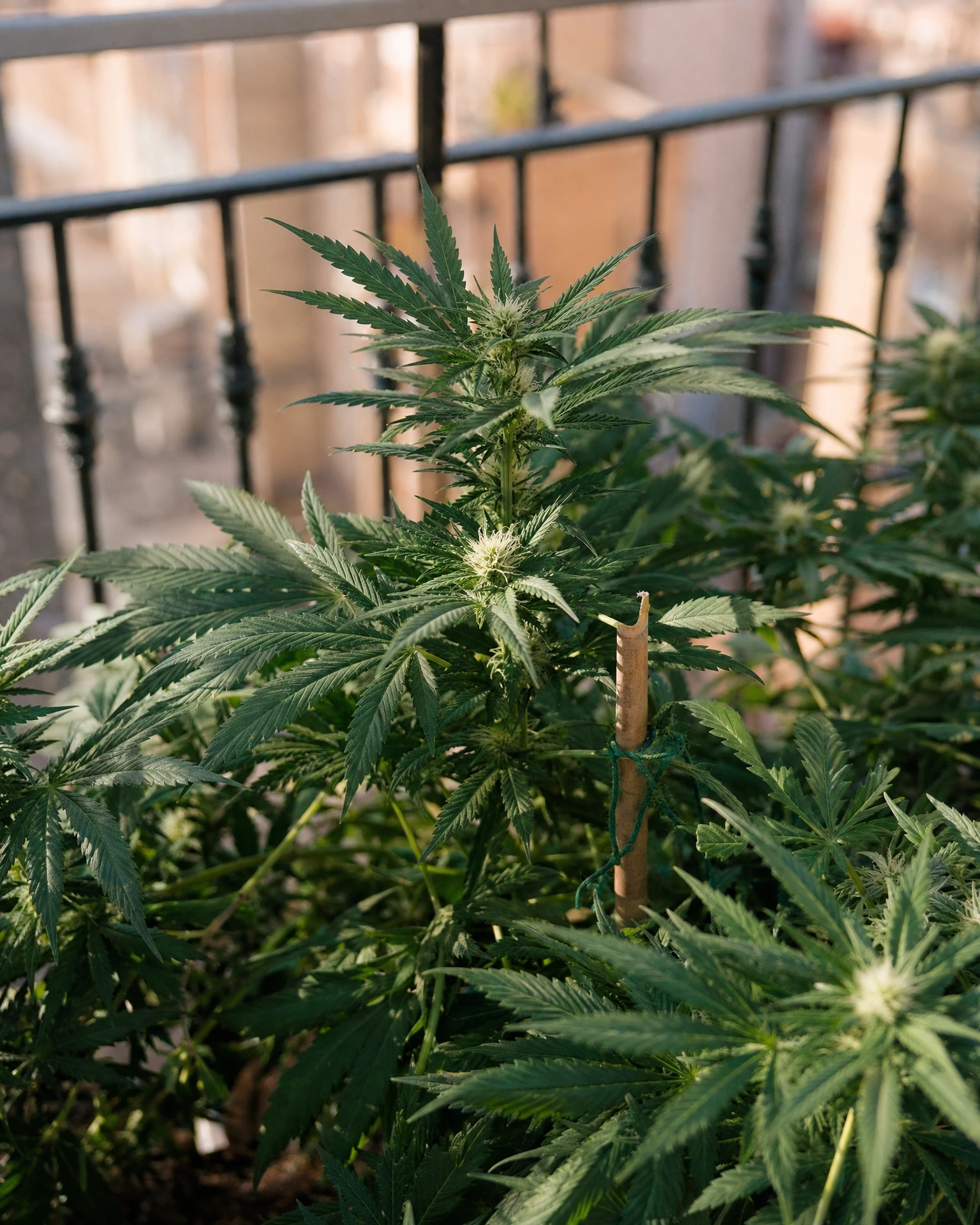 Strawberry Banana Autoflower in der frühen Blütephase