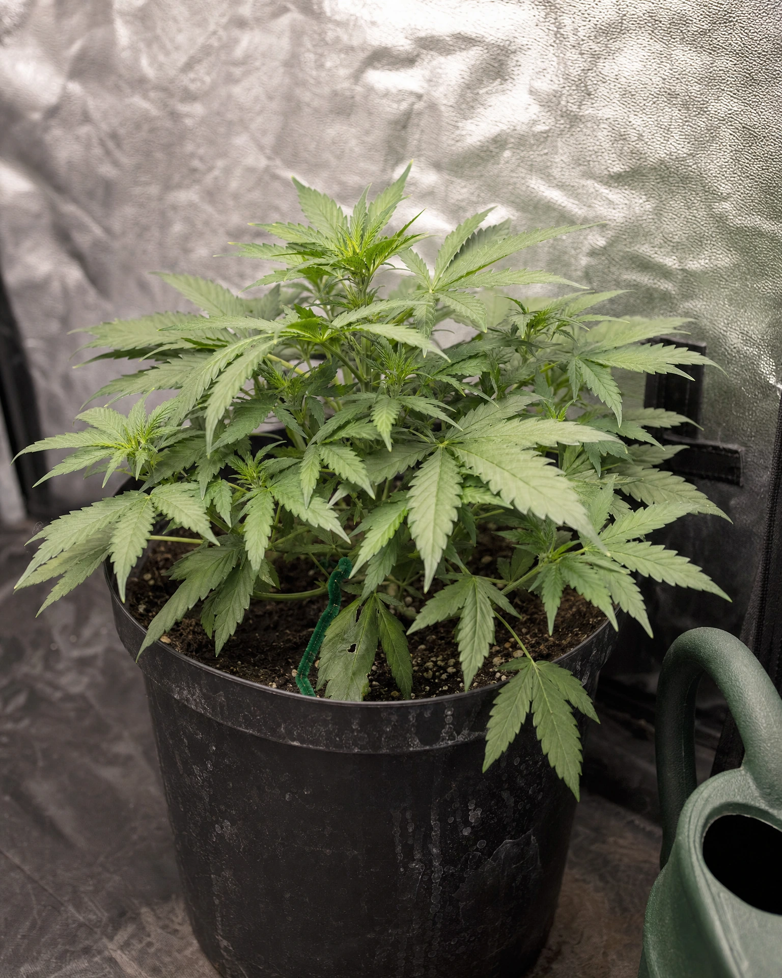 Dark Devil Autoflower in der vegetativen Wachstumsphase