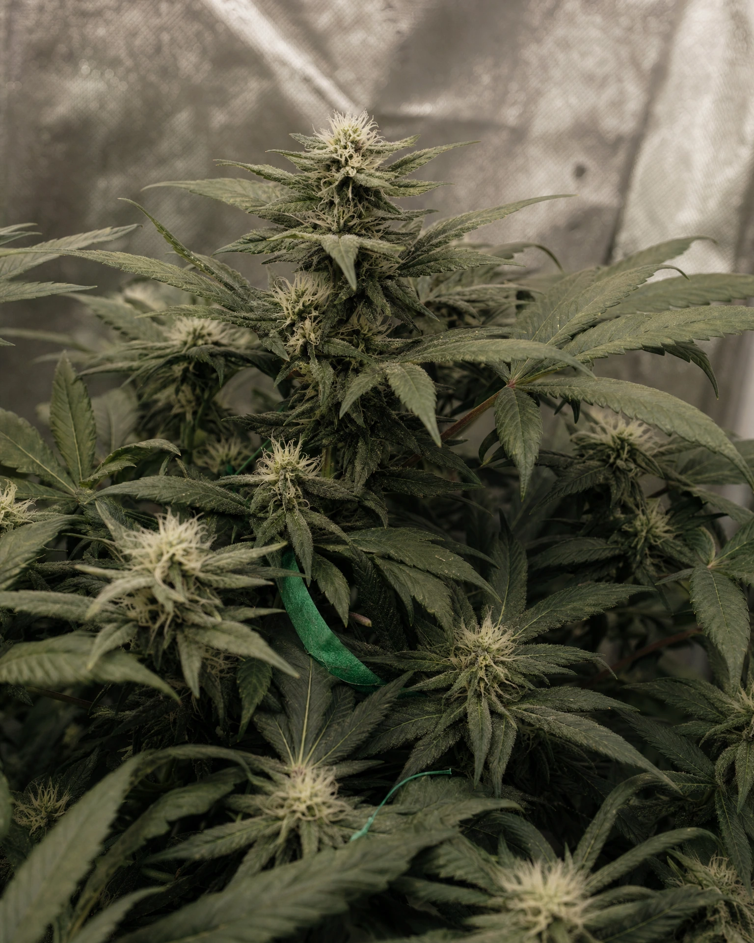 Dark Devil Autoflower in der mittleren Blütephase