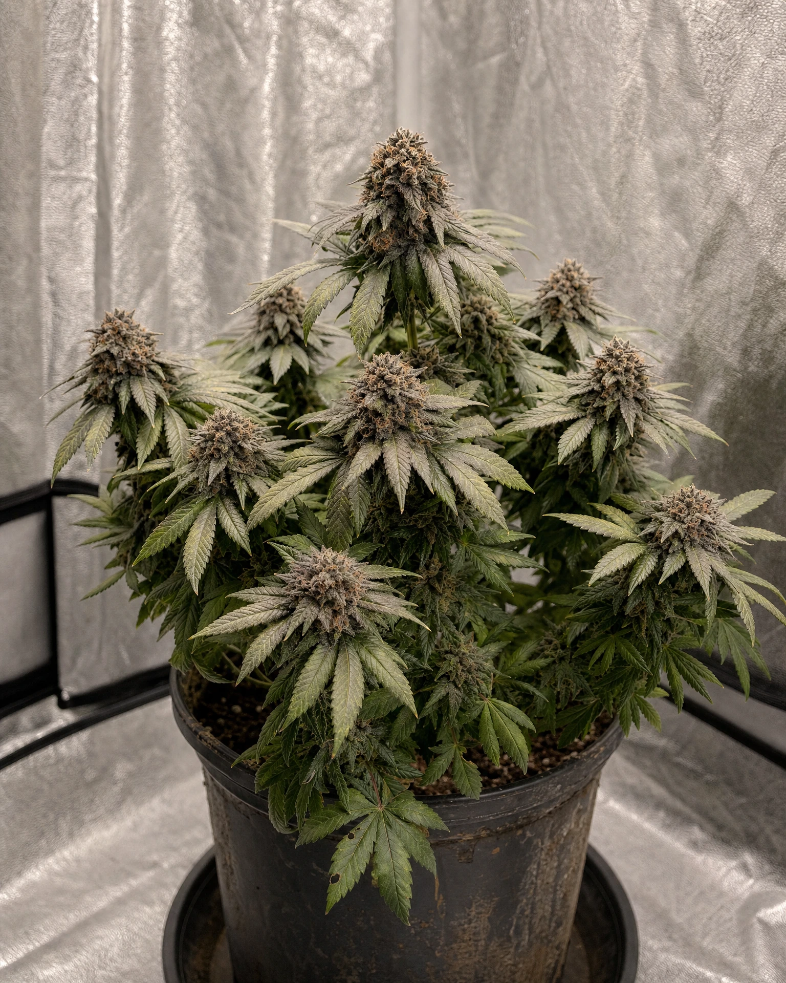 Ausgewachsene Cannabispflanze der Sorte Dark Devil Autoflower
