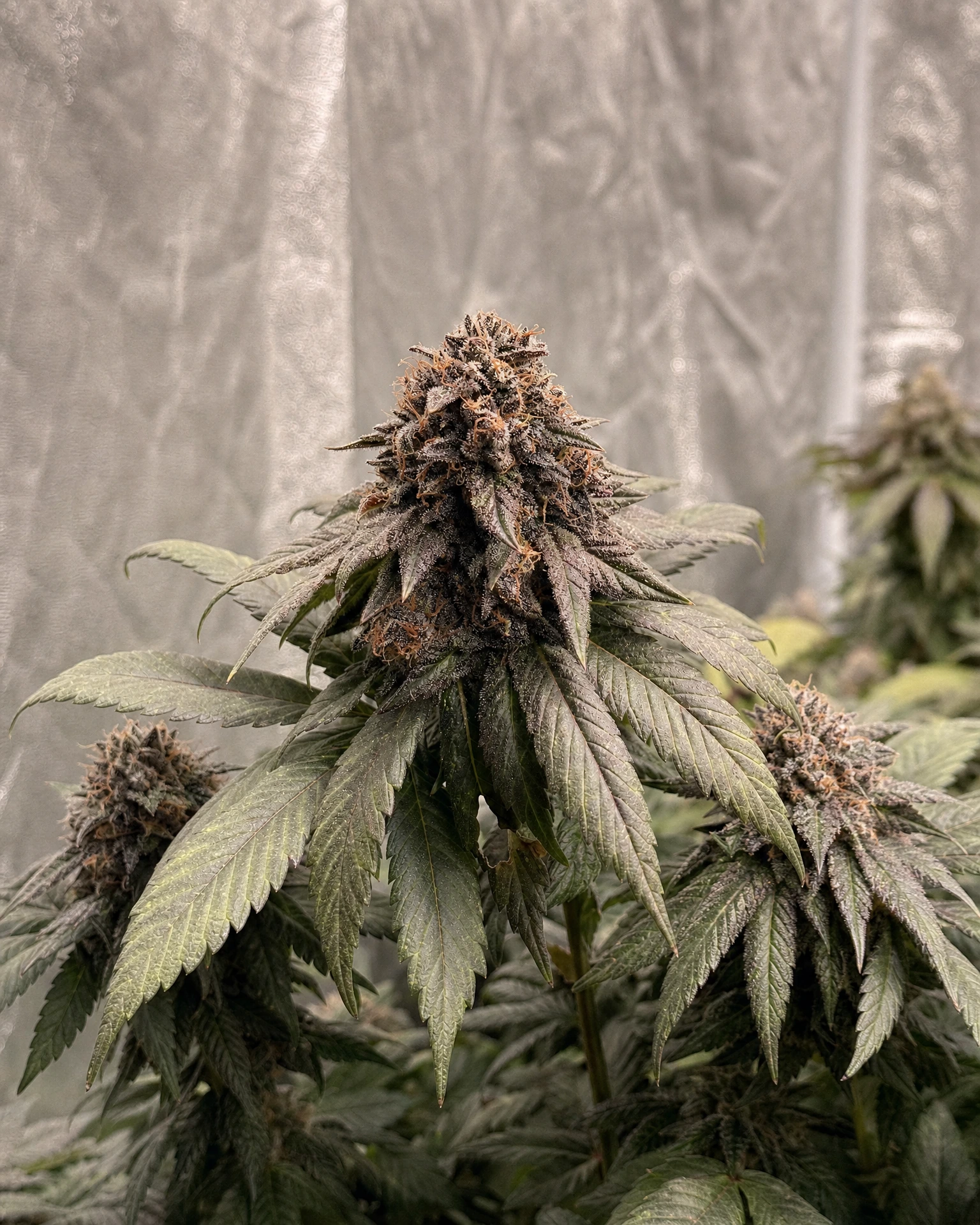 Ausgereifte Cannabispflanze der Sorte Dark Devil Autoflower aus einem zweiten Blickwinkel