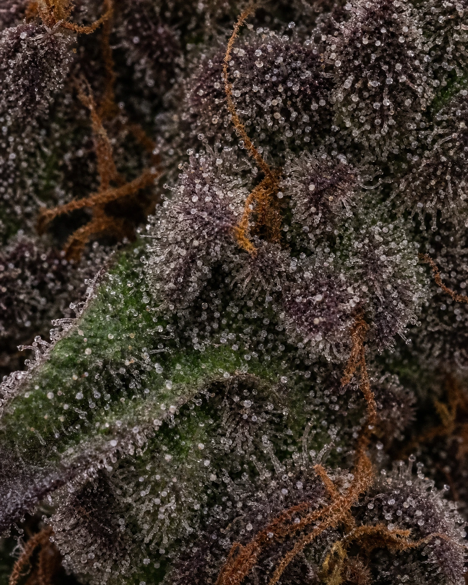 Trichome der Cannabissorte Dark Devil Autoflower in Nahaufnahme