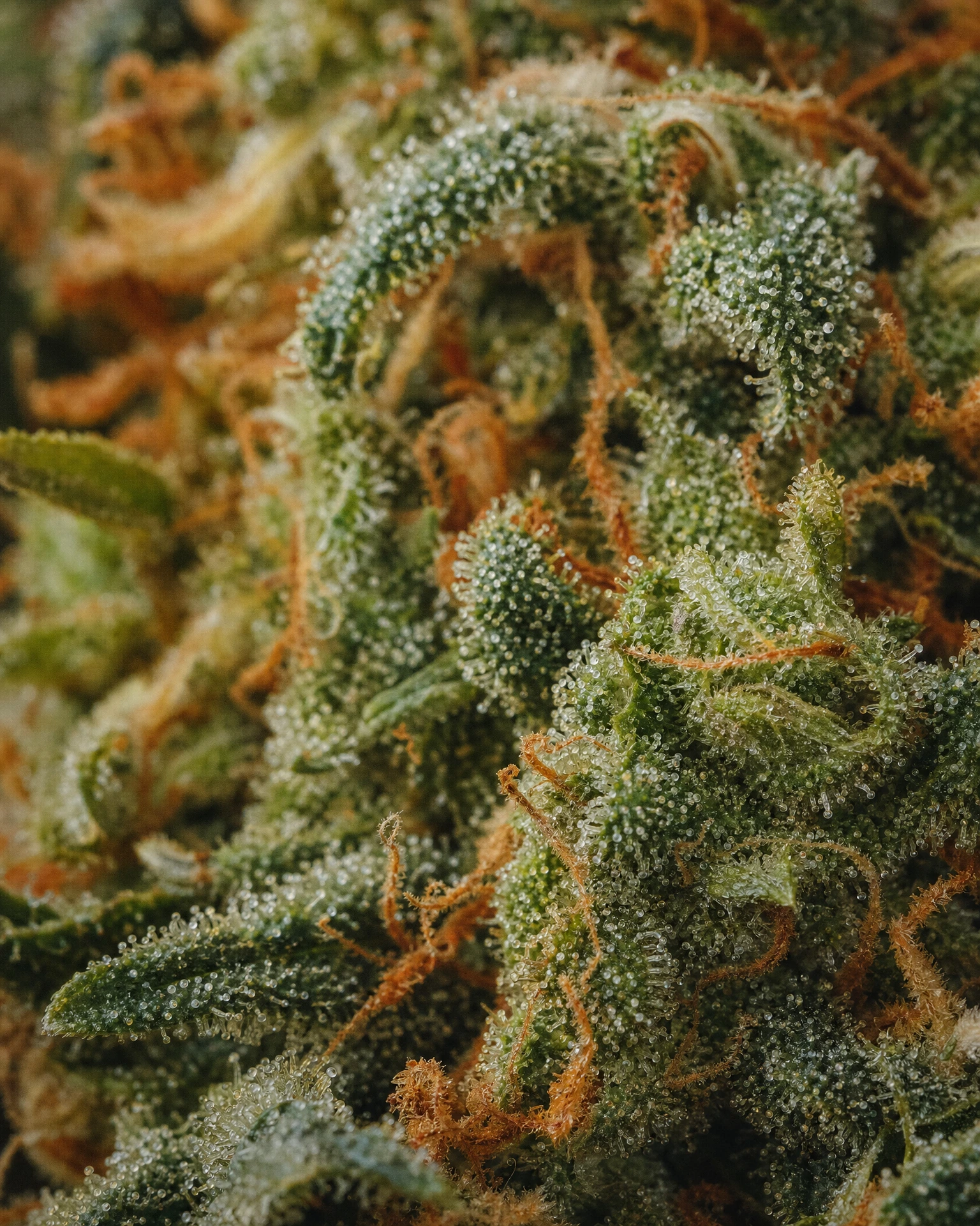 Trichome der Cannabissorte 24K Gold in Nahaufnahme