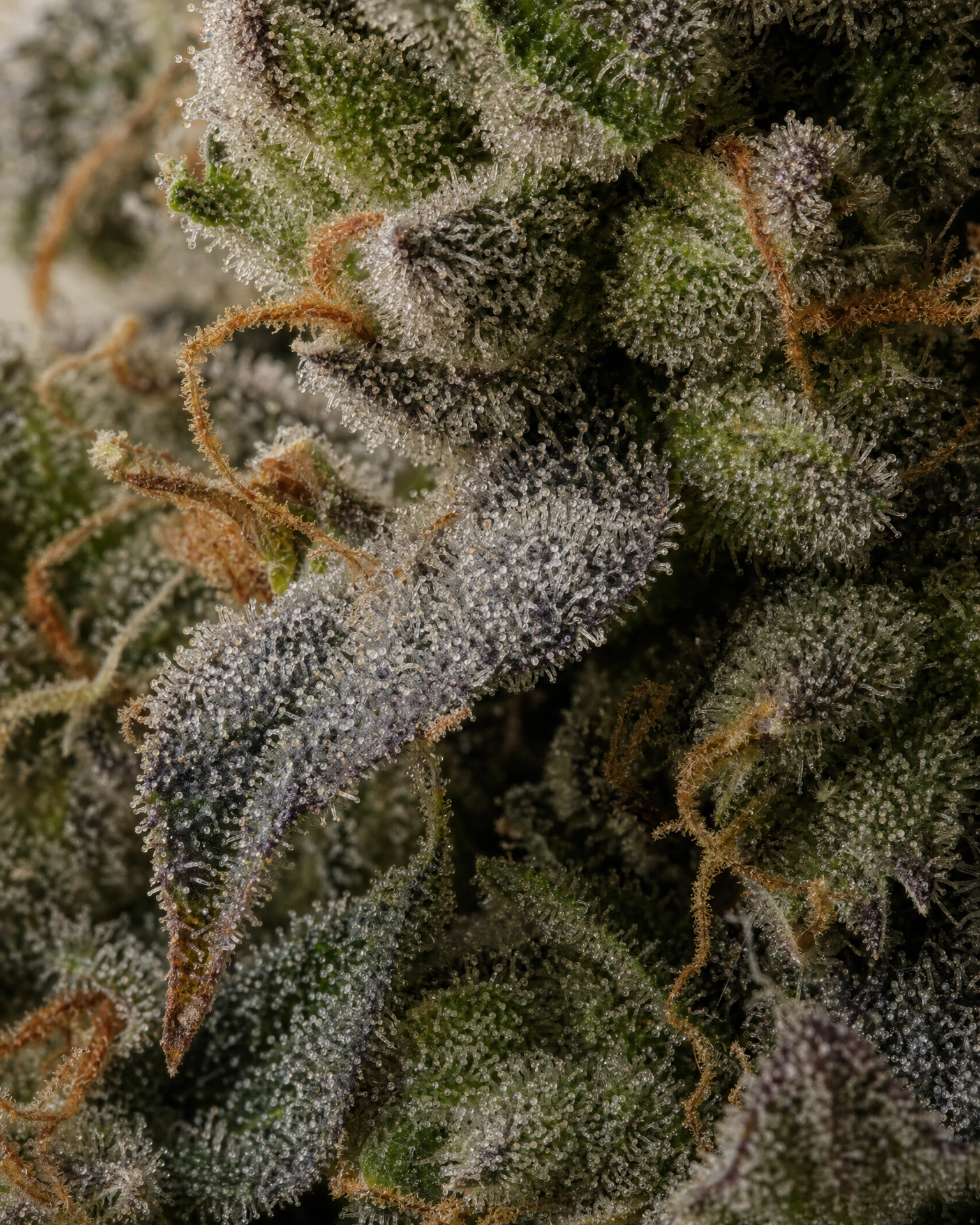 Trichome der Cannabissorte Jealousy in Nahaufnahme
