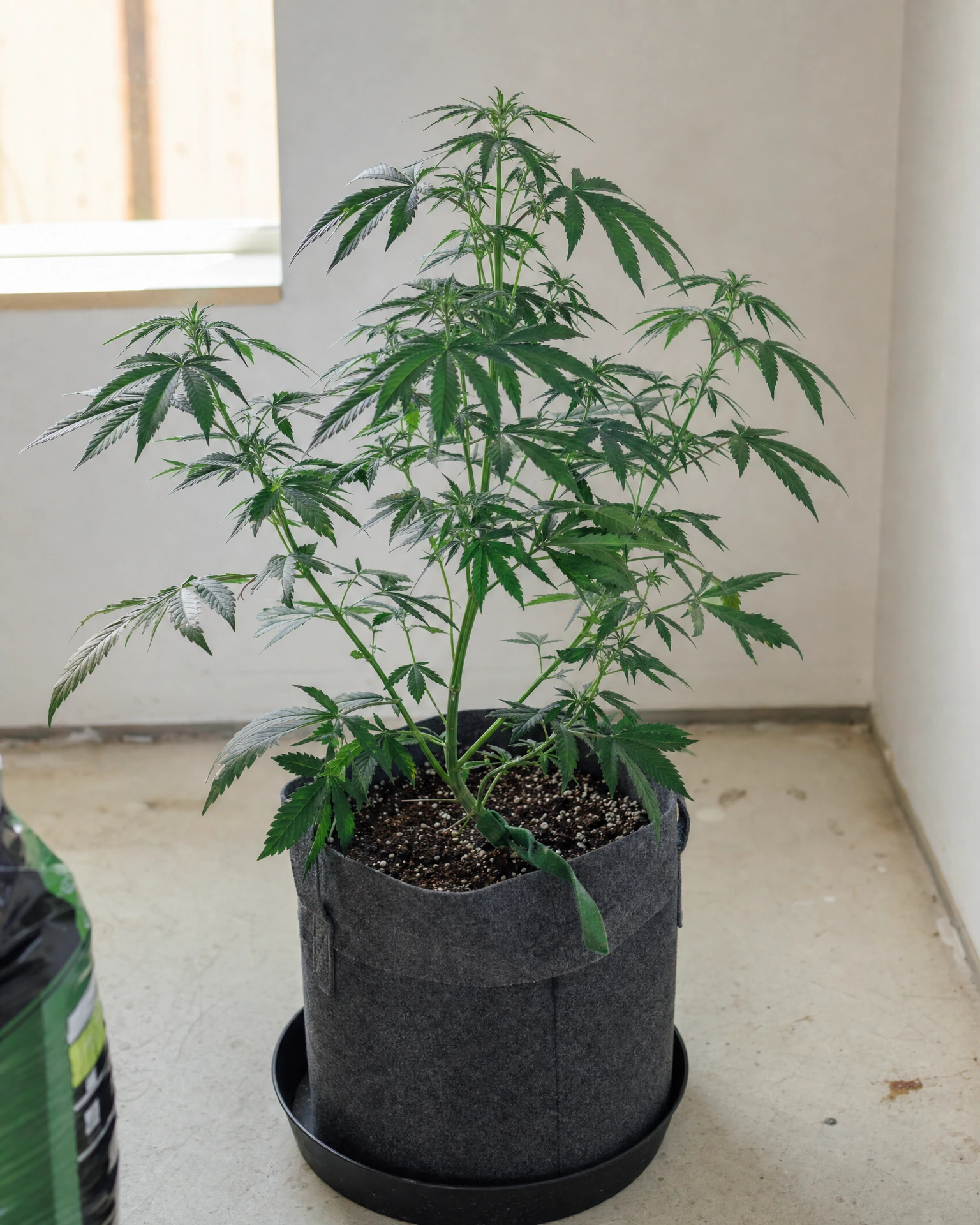 RS11 in der vegetativen Wachstumsphase