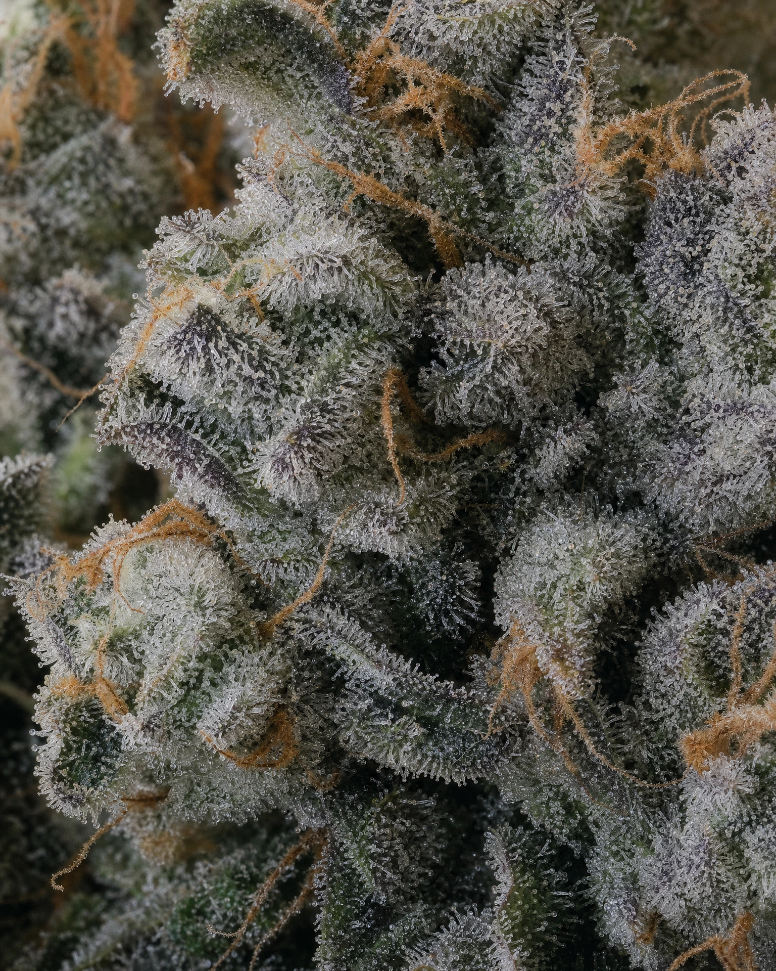 Trichome der Cannabissorte RS11 in Nahaufnahme