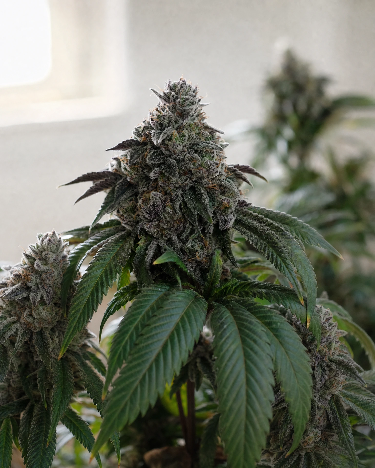 Ausgereifte Cannabispflanze der Sorte Slurricane aus einem zweiten Blickwinkel