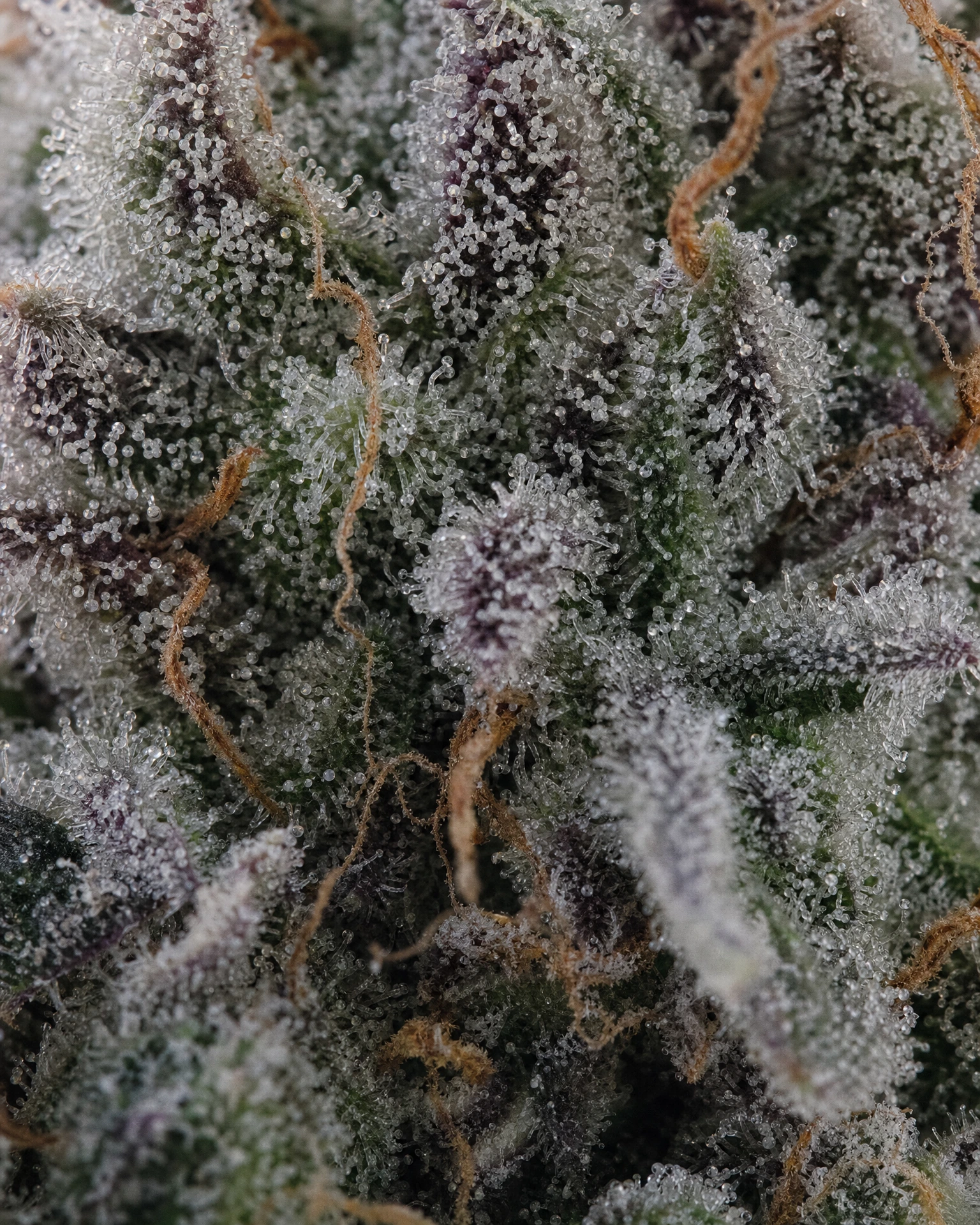 Trichome der Cannabissorte Slurricane in Nahaufnahme