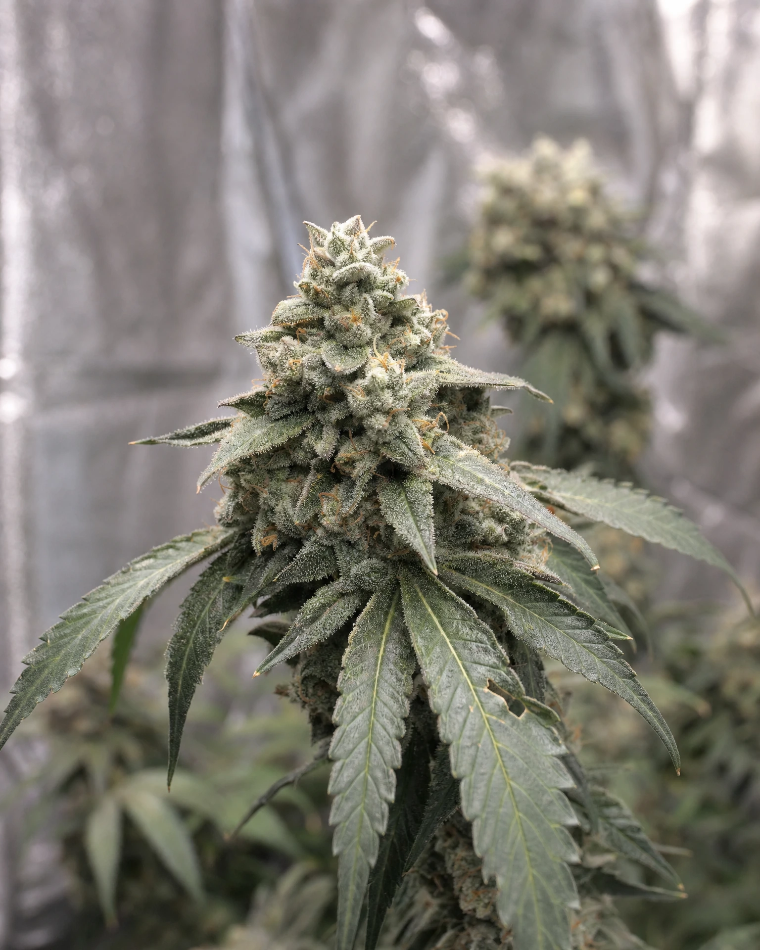 Blühende Cannabispflanze der Sorte Zoap
