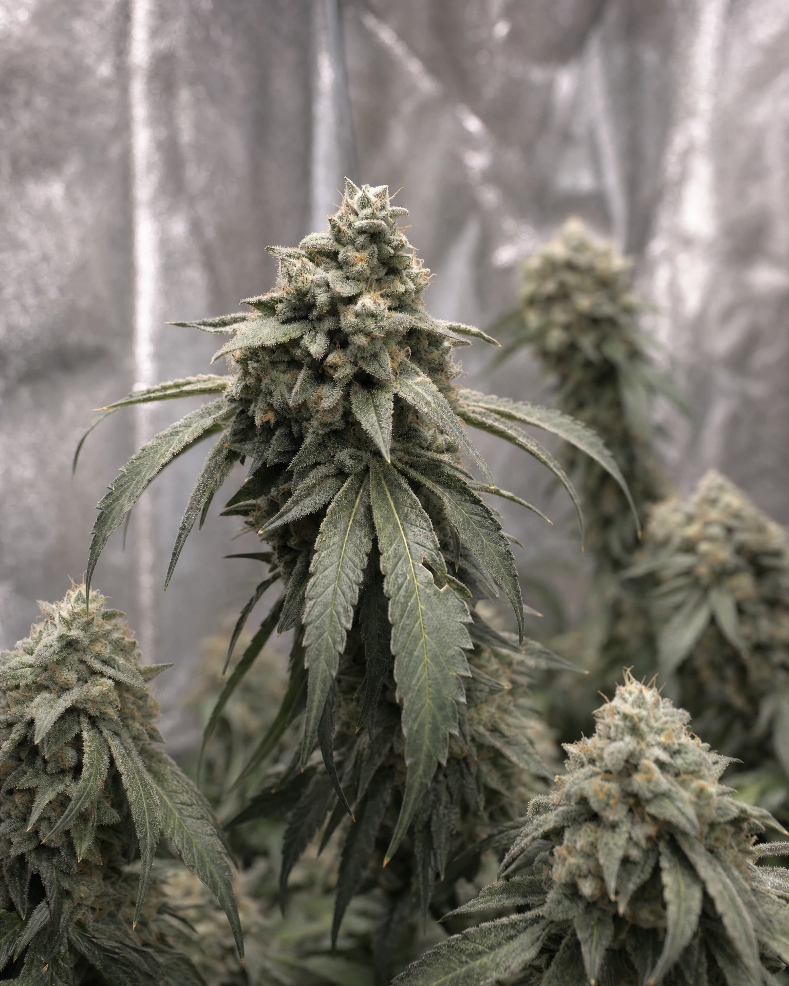 Ausgereifte Cannabispflanze der Sorte Zoap aus einem zweiten Blickwinkel