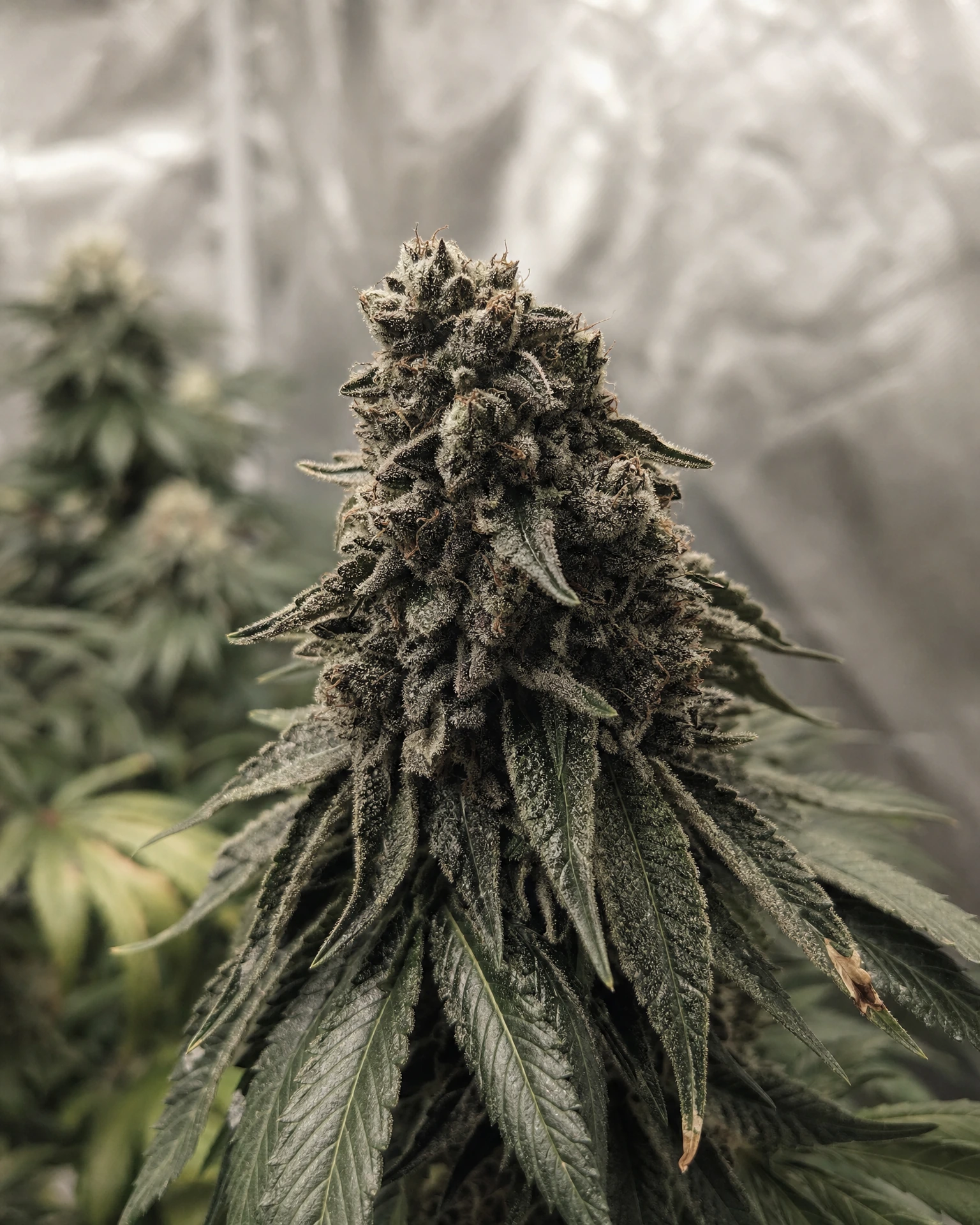 Blühende Cannabispflanze der Sorte White Truffle