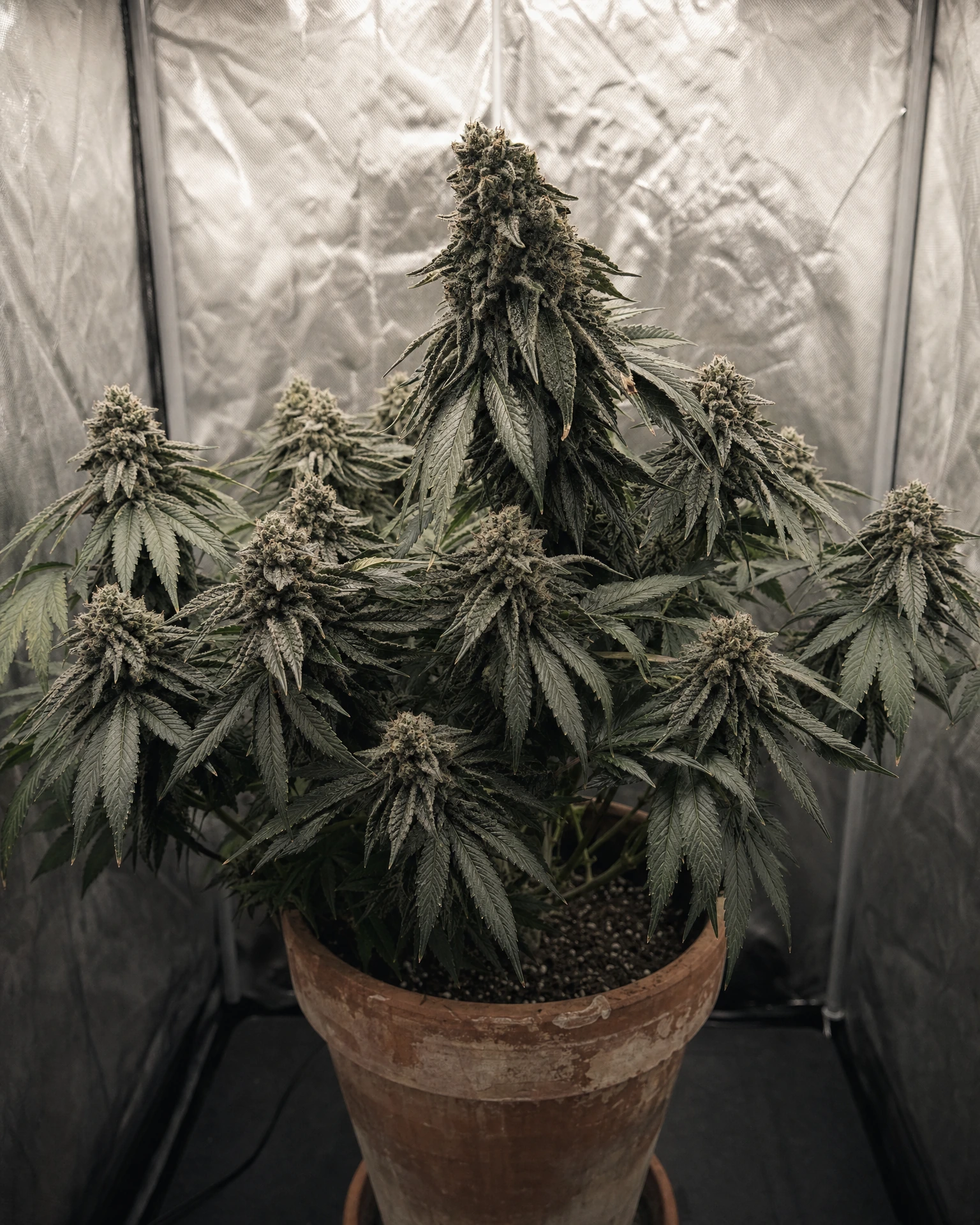 Ausgewachsene Cannabispflanze der Sorte White Truffle