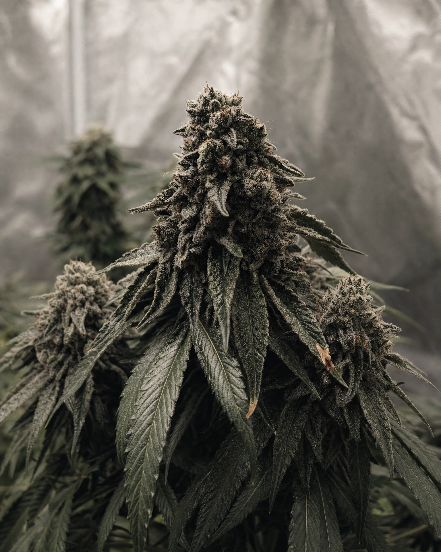 Ausgereifte Cannabispflanze der Sorte White Truffle aus einem zweiten Blickwinkel