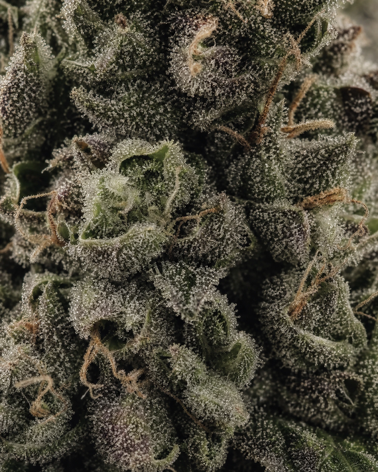 Trichome der Cannabissorte White Truffle in Nahaufnahme