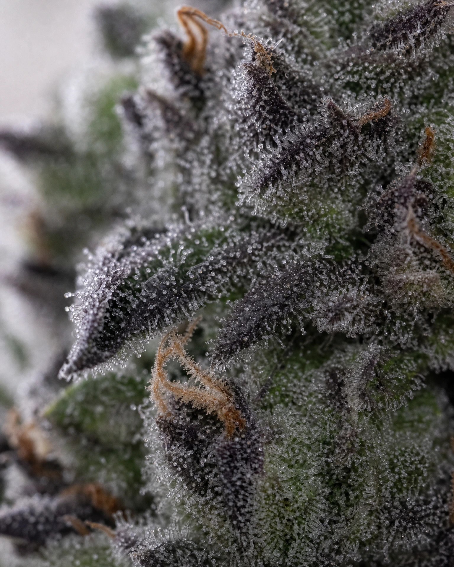 Trichome der Cannabissorte Biscotti in Nahaufnahme