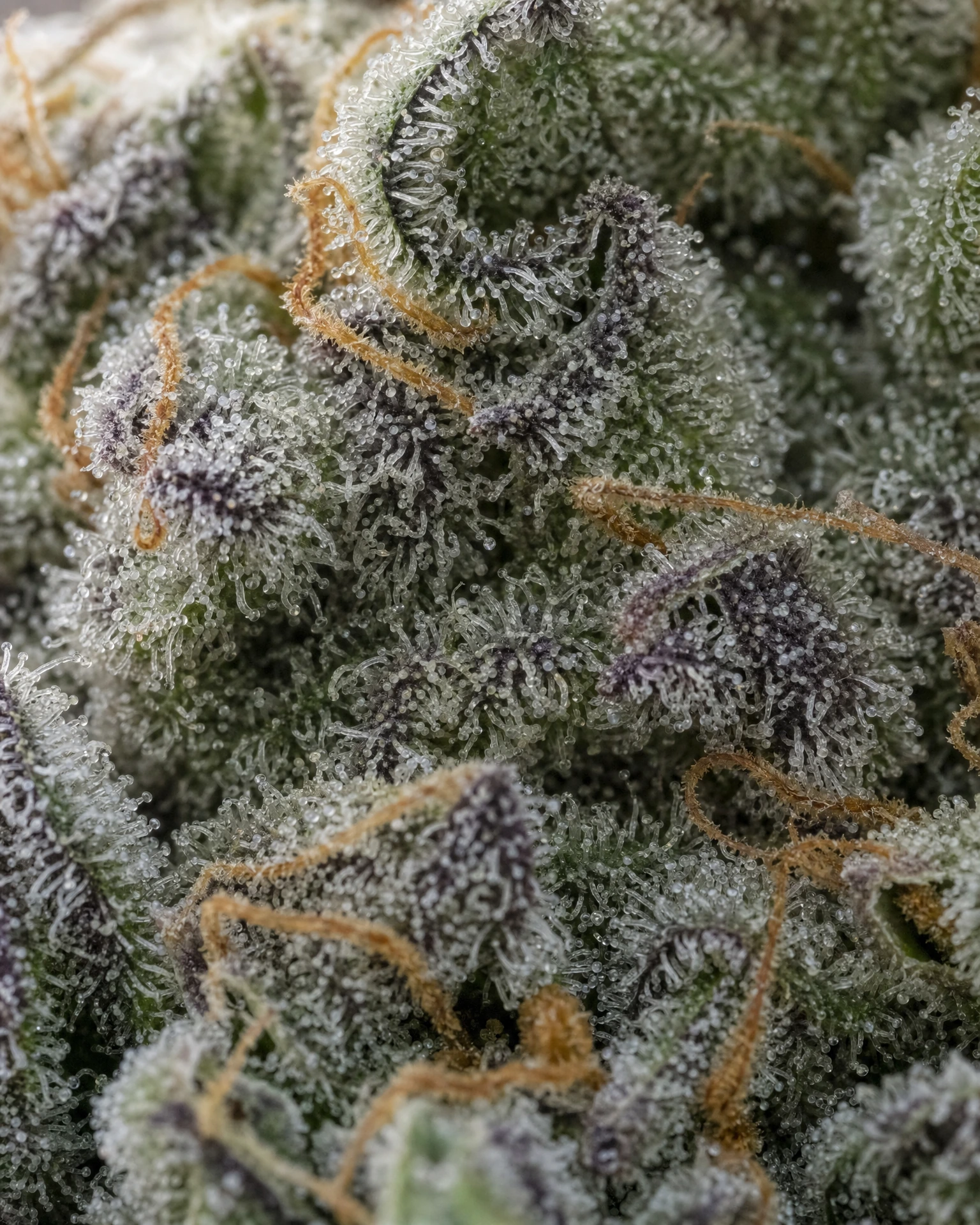 Trichome der Cannabissorte Gary Payton in Nahaufnahme