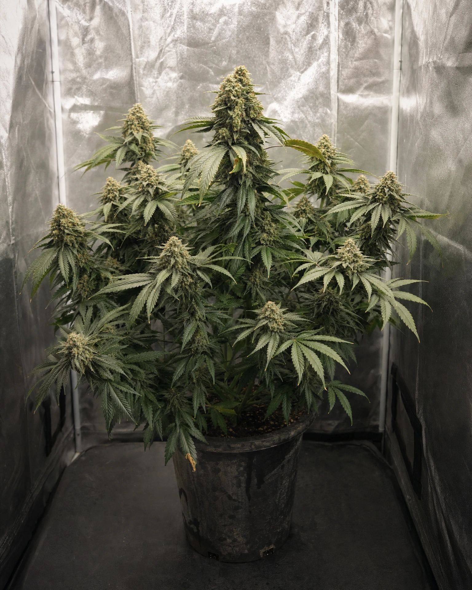 Ausgewachsene Cannabispflanze der Sorte Cereal Milk