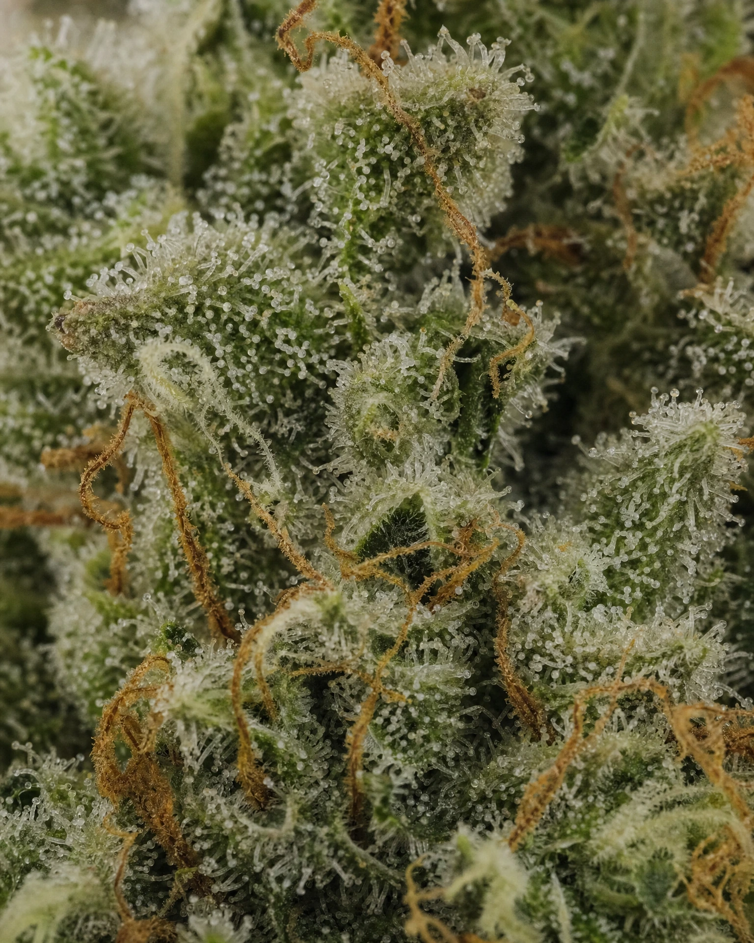 Trichome der Cannabissorte Cereal Milk in Nahaufnahme
