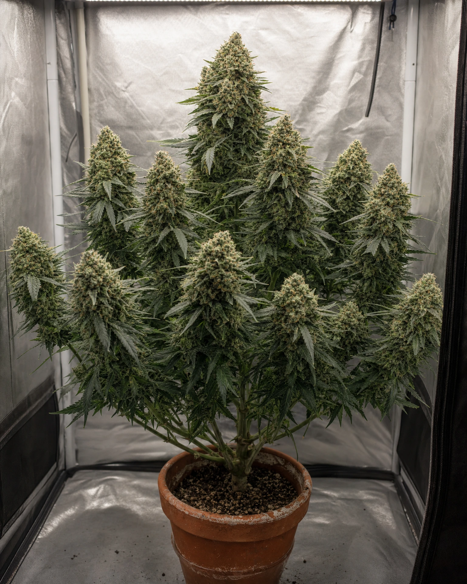 Ausgewachsene Cannabispflanze der Sorte Grease Monkey